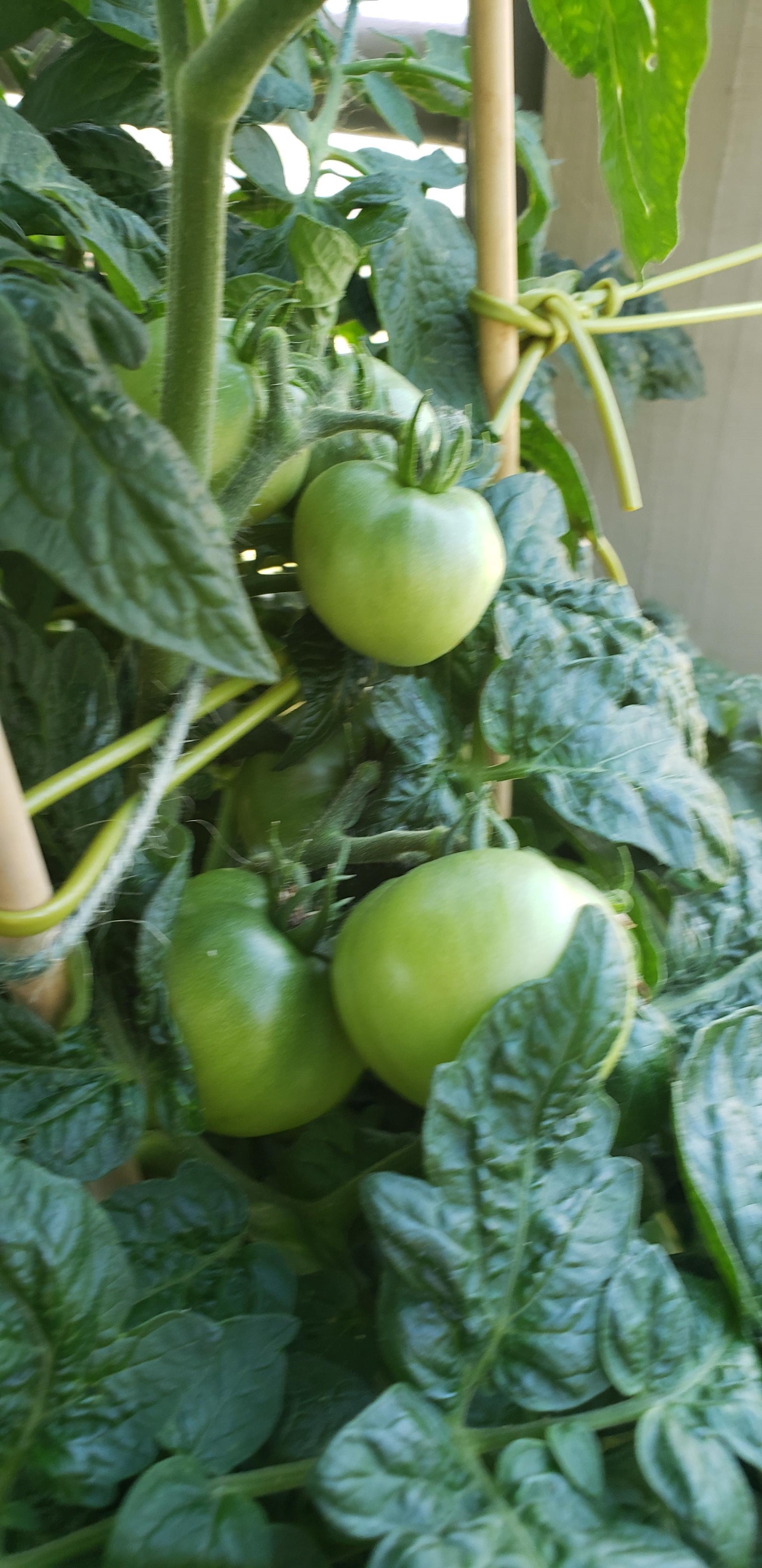 Tomatoes - image 1 - student project