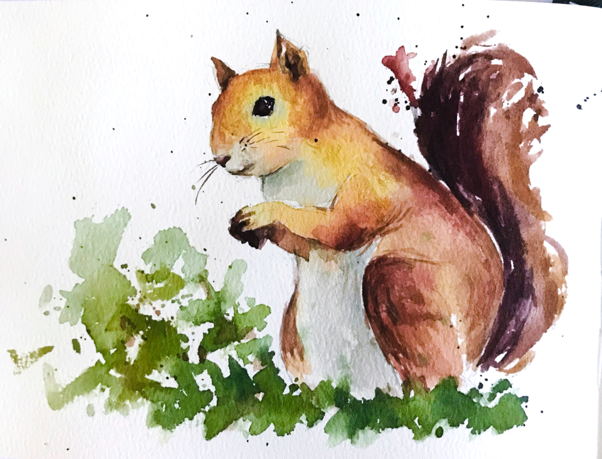 Red Squirrel - image 1 - student project