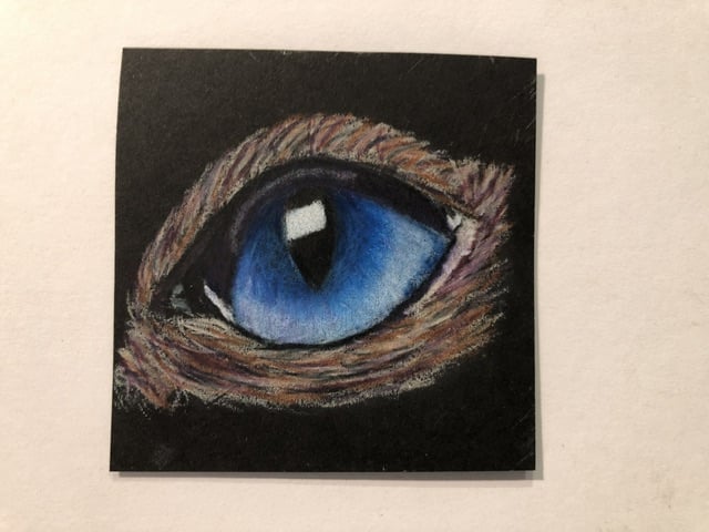 Cat’s Eyes: Studies in Colored Pencil on Black Paper - image 1 - student project