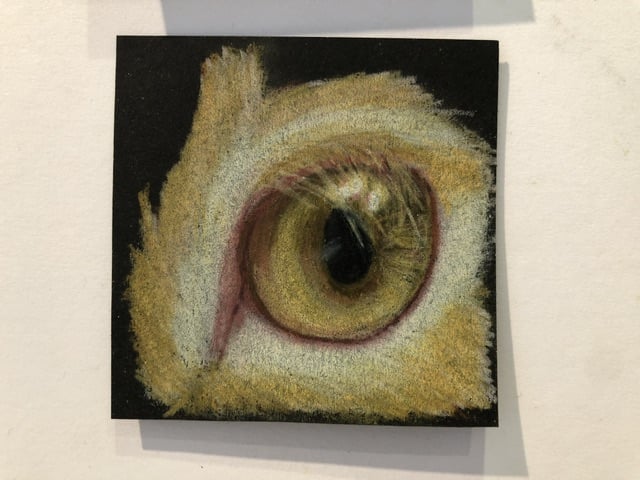 Cat’s Eyes: Studies in Colored Pencil on Black Paper - image 3 - student project