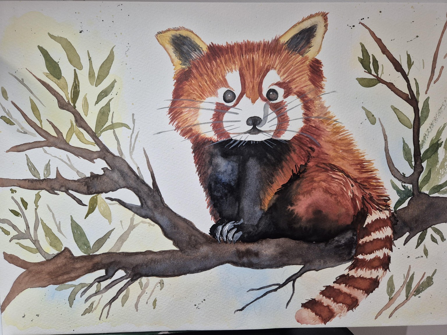 Red Panda Watercolour - image 1 - student project