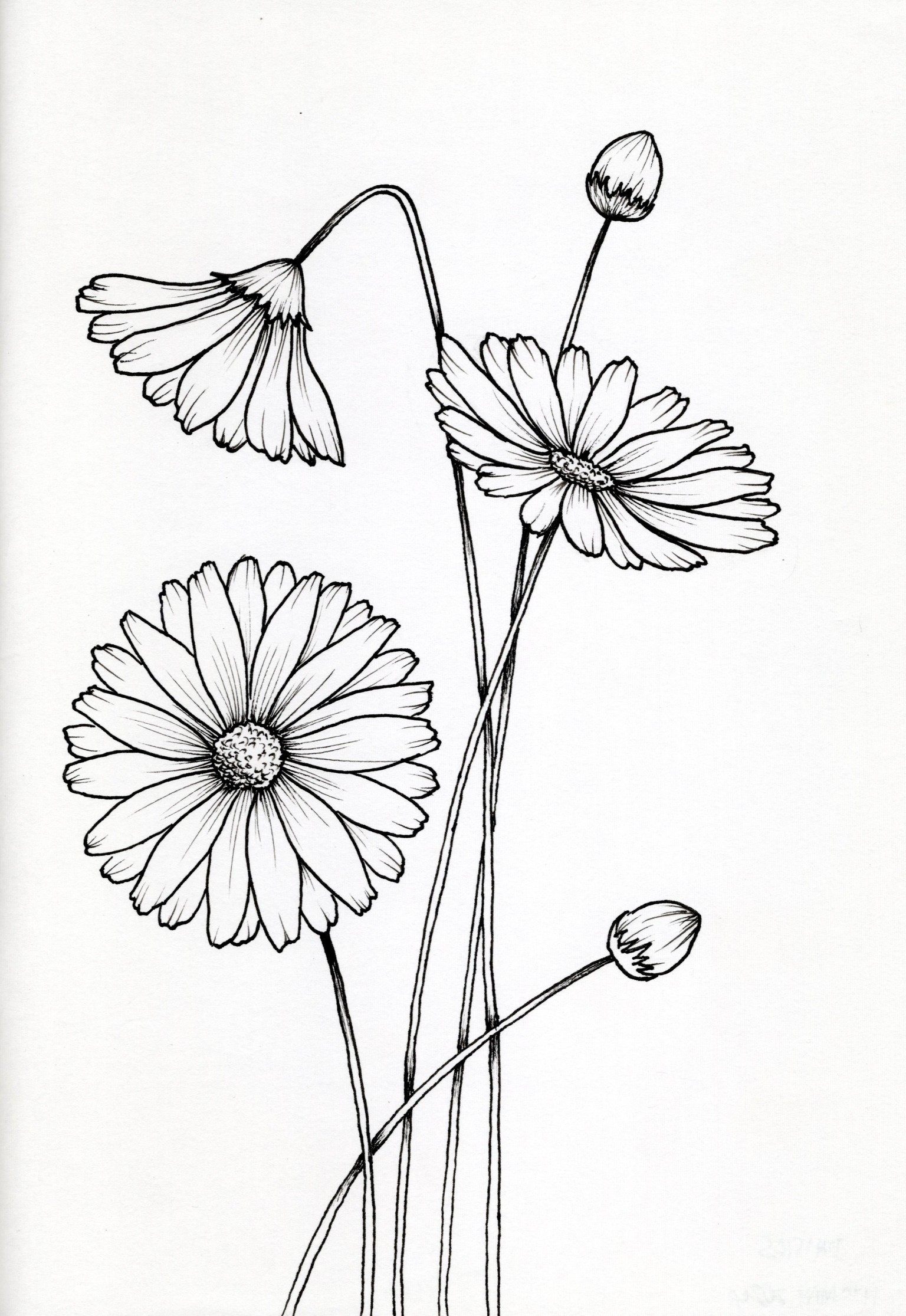 My First Floral Botanical Line Drawings - image 3 - student project