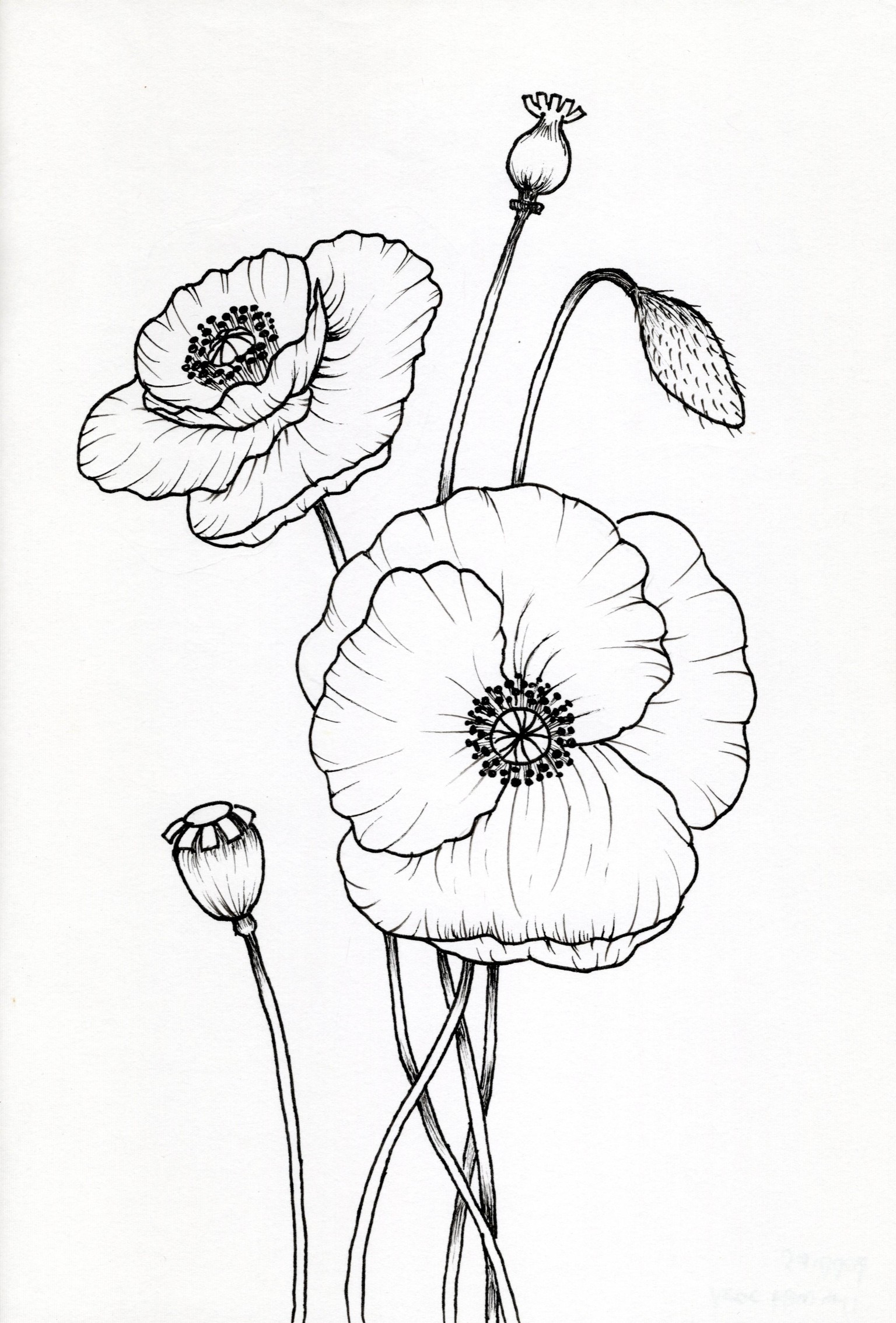 My First Floral Botanical Line Drawings - image 7 - student project