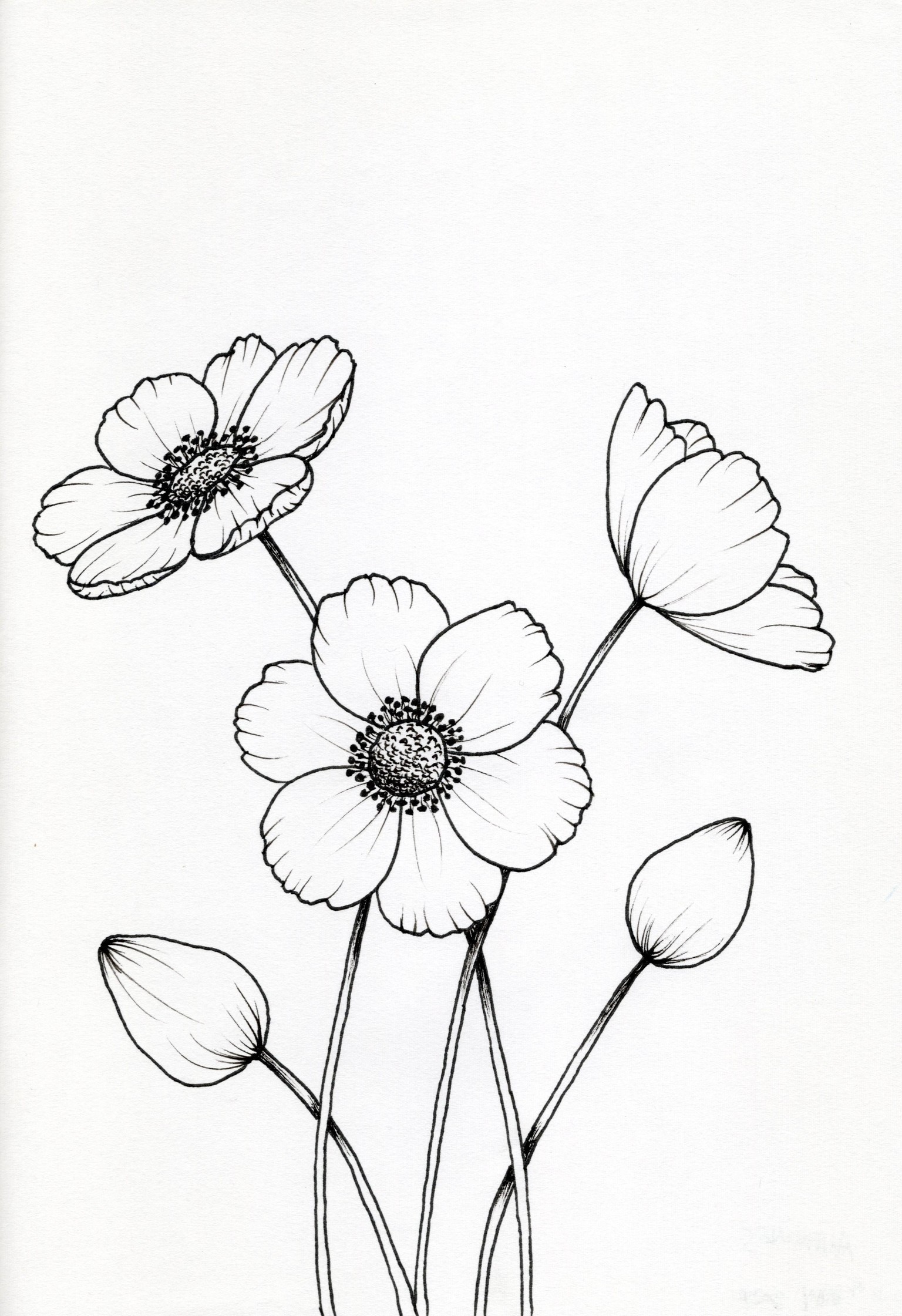 My First Floral Botanical Line Drawings - image 2 - student project