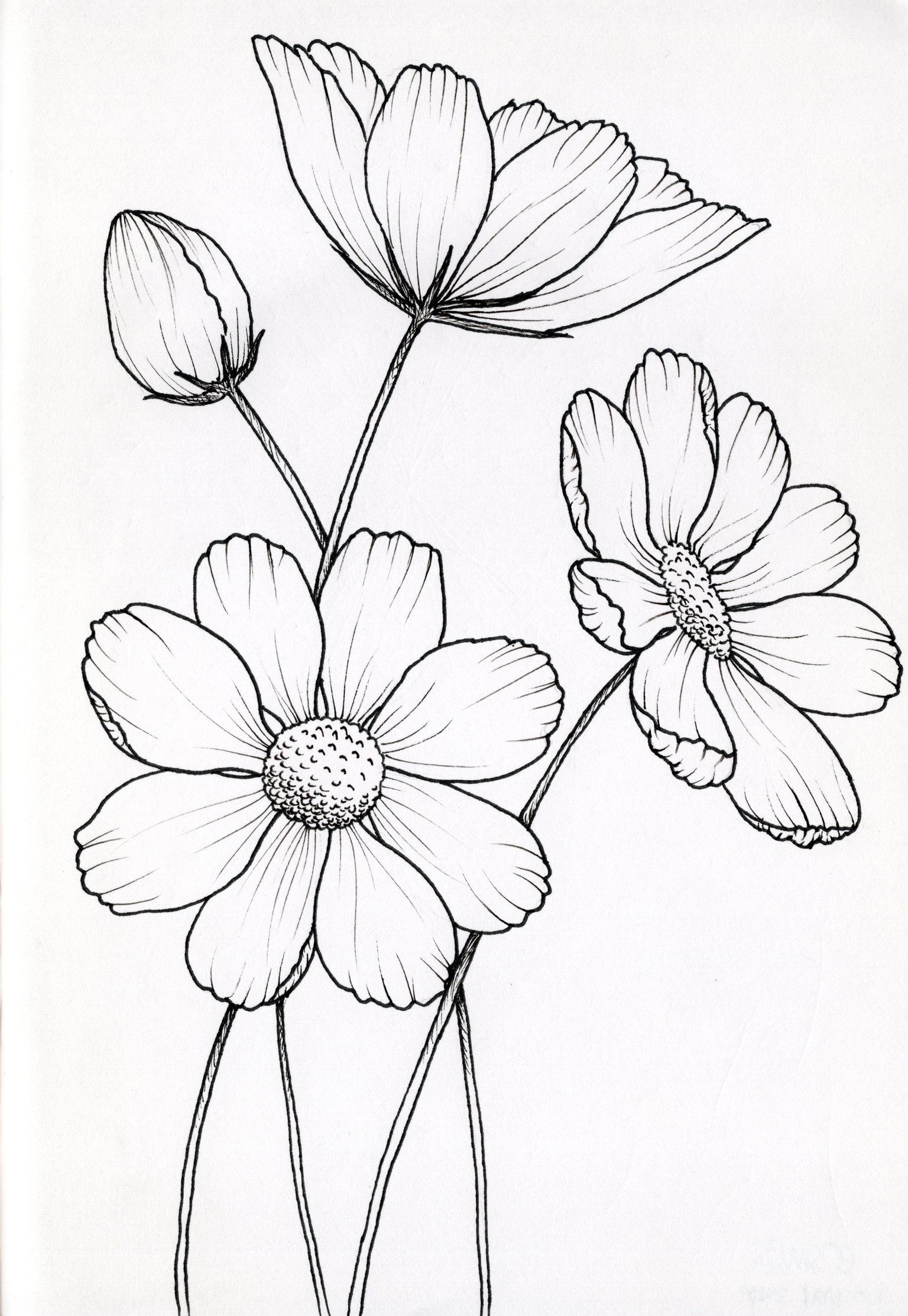 My First Floral Botanical Line Drawings - image 1 - student project