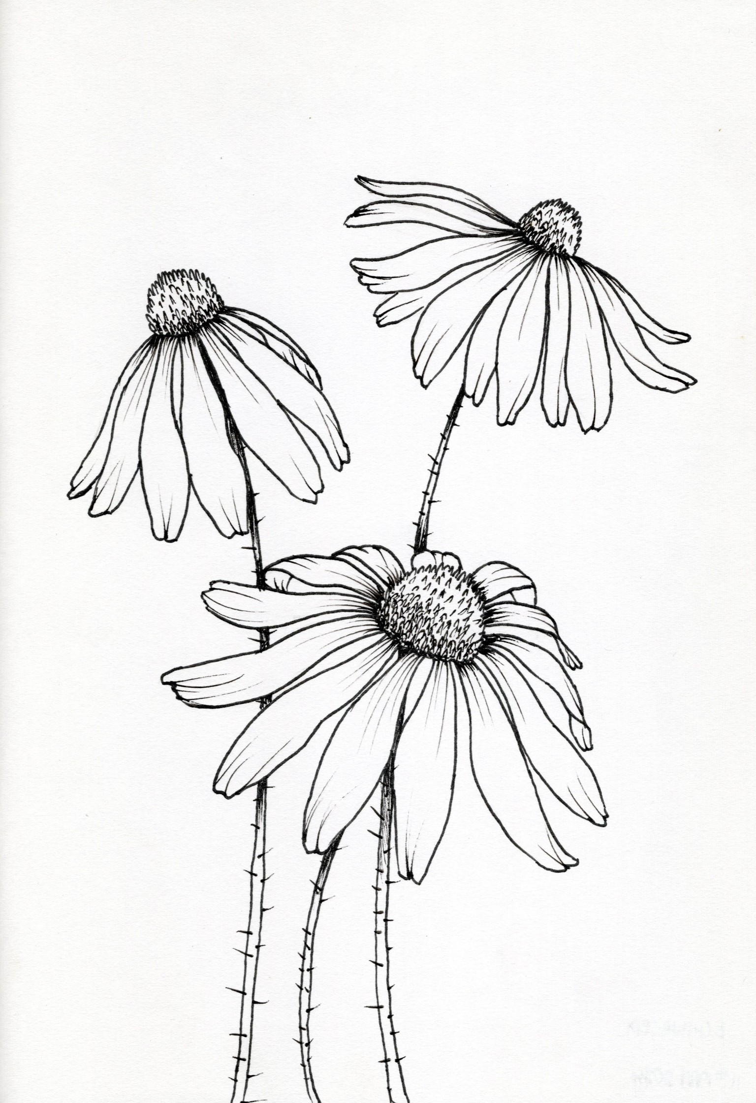 My First Floral Botanical Line Drawings - image 4 - student project
