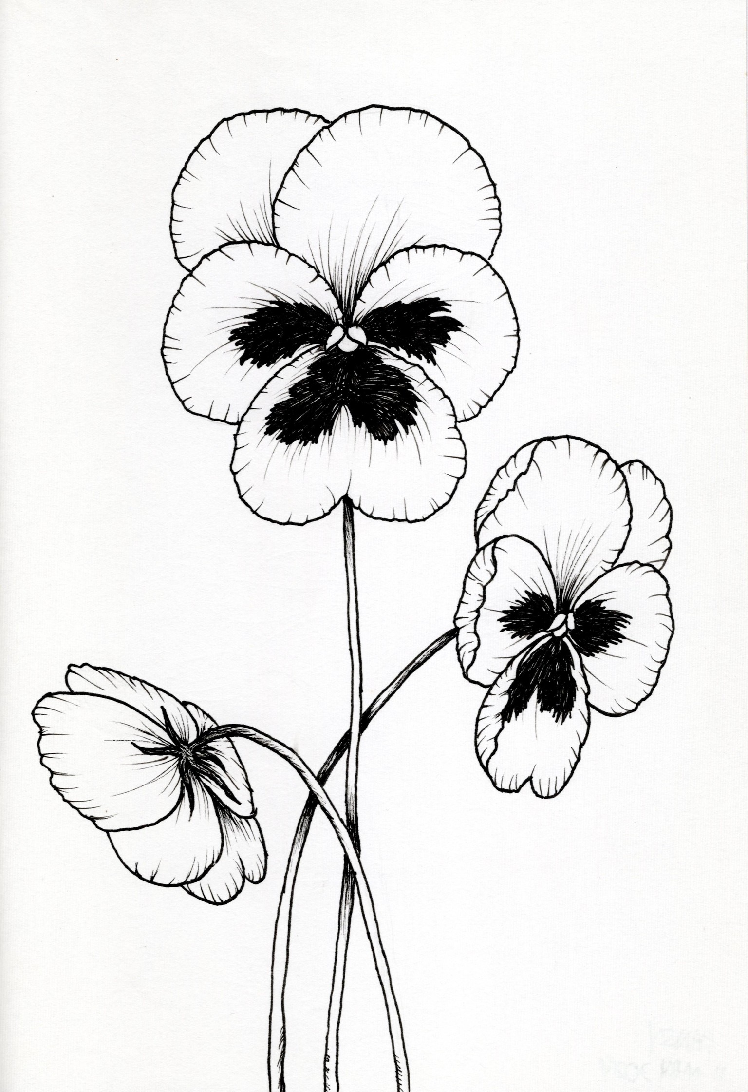 My First Floral Botanical Line Drawings - image 5 - student project