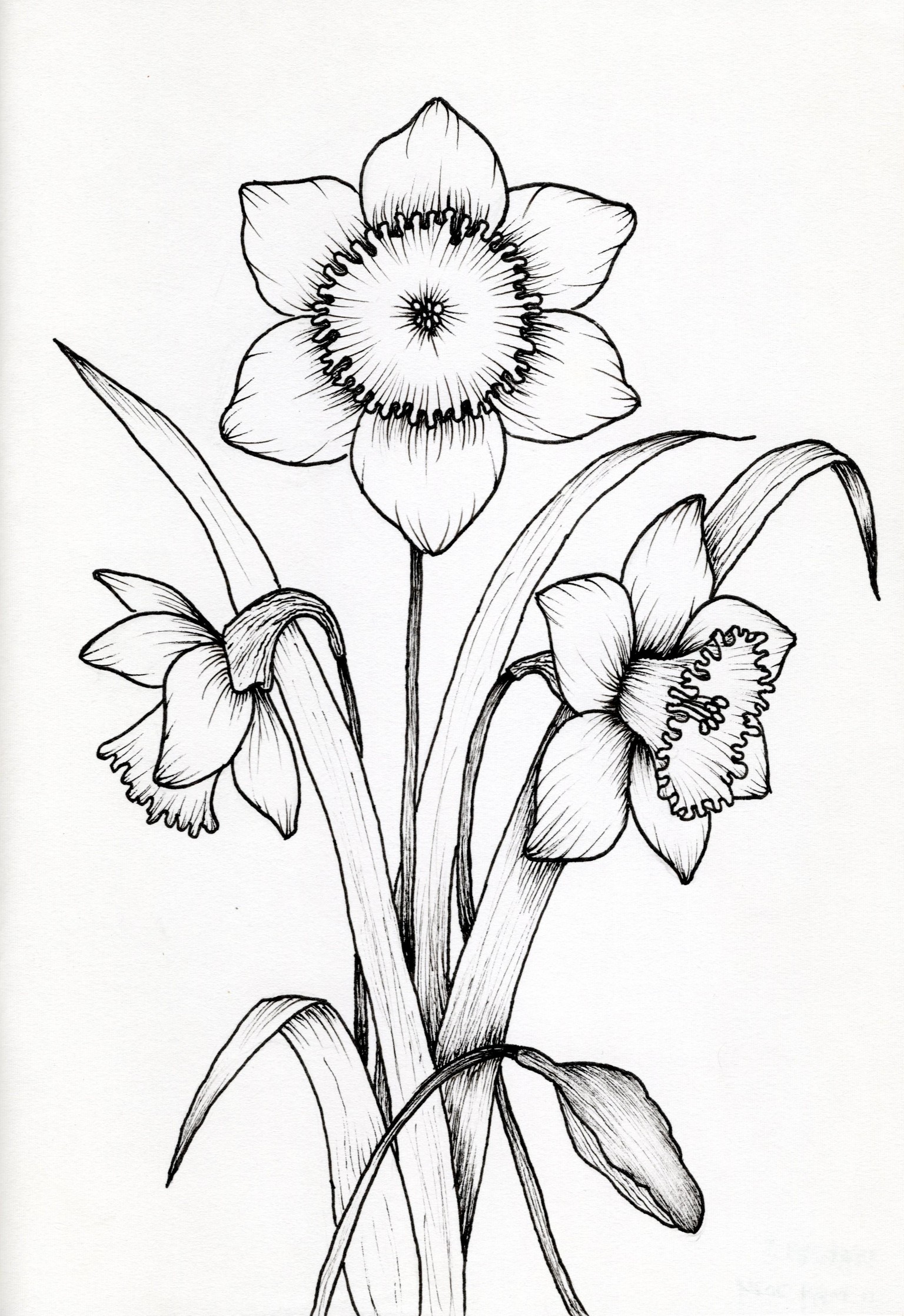 My First Floral Botanical Line Drawings - image 6 - student project