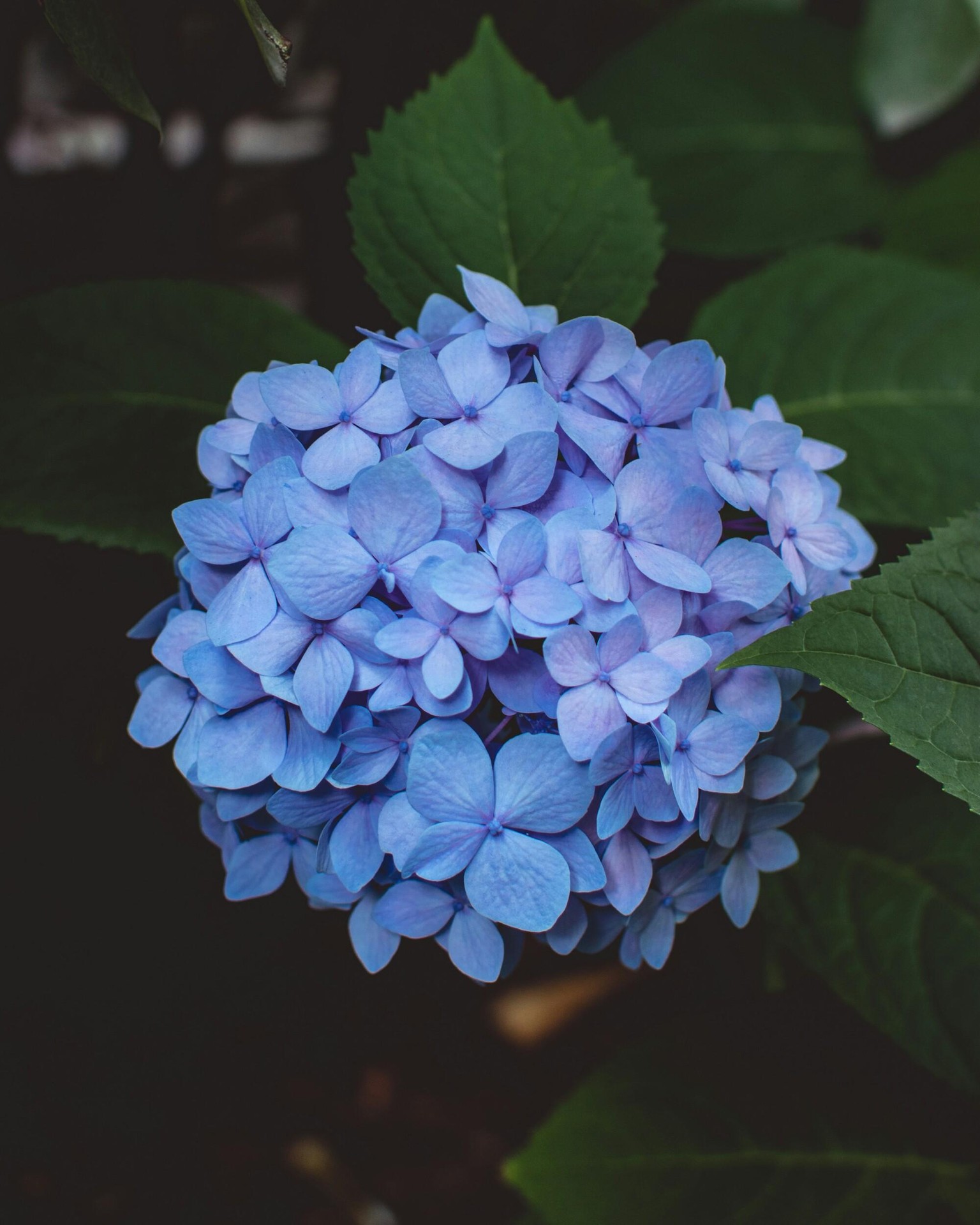 Hydrangea - image 1 - student project