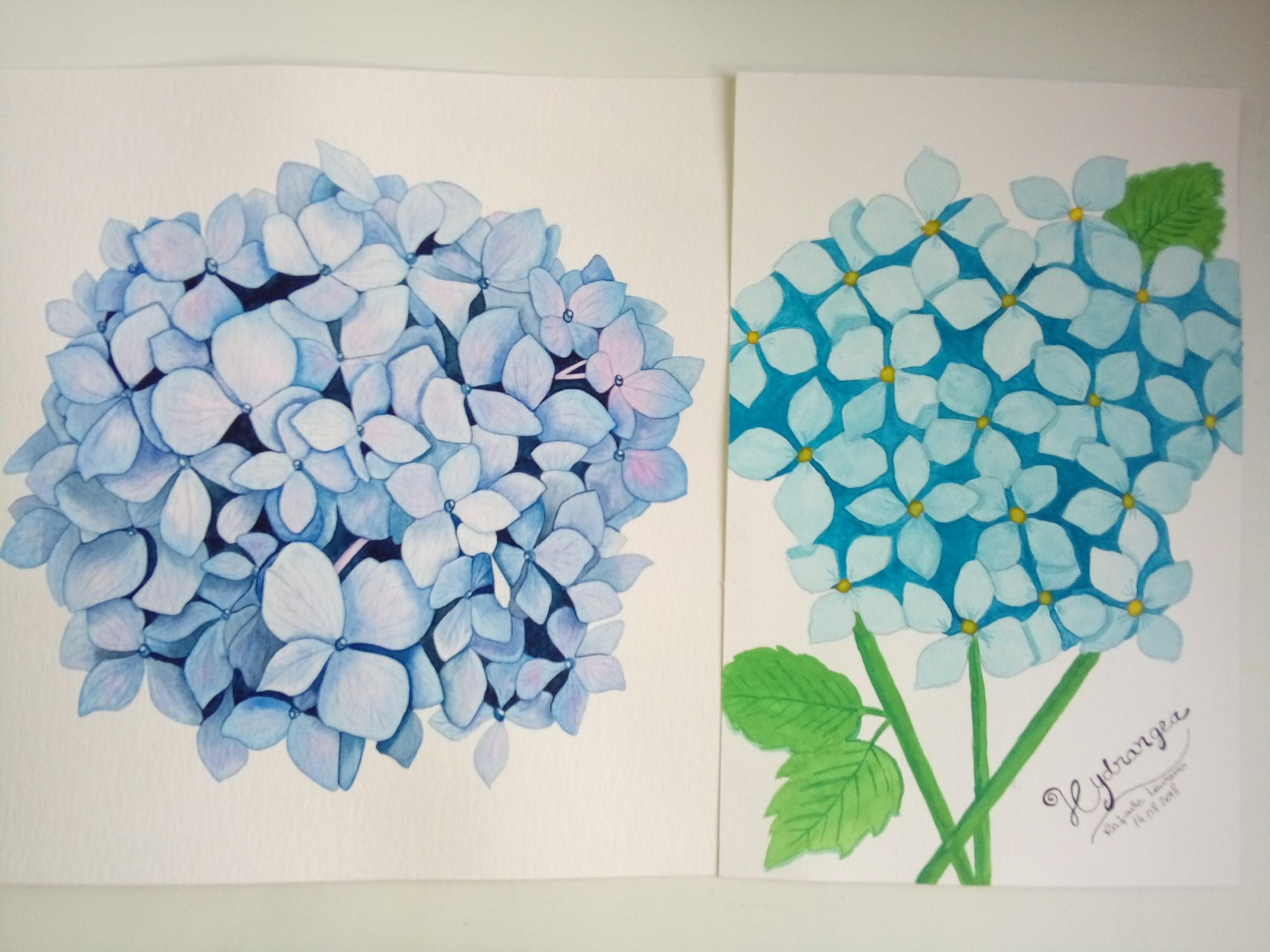 Hydrangea - image 7 - student project