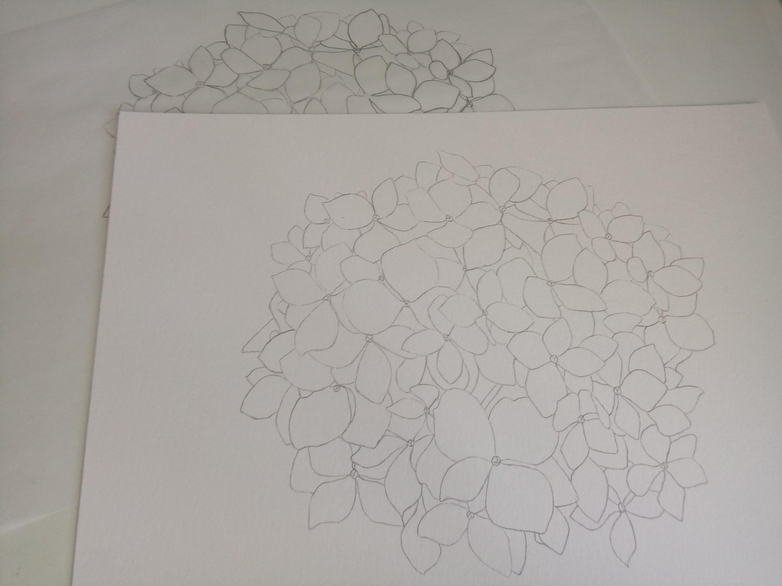 Hydrangea - image 2 - student project