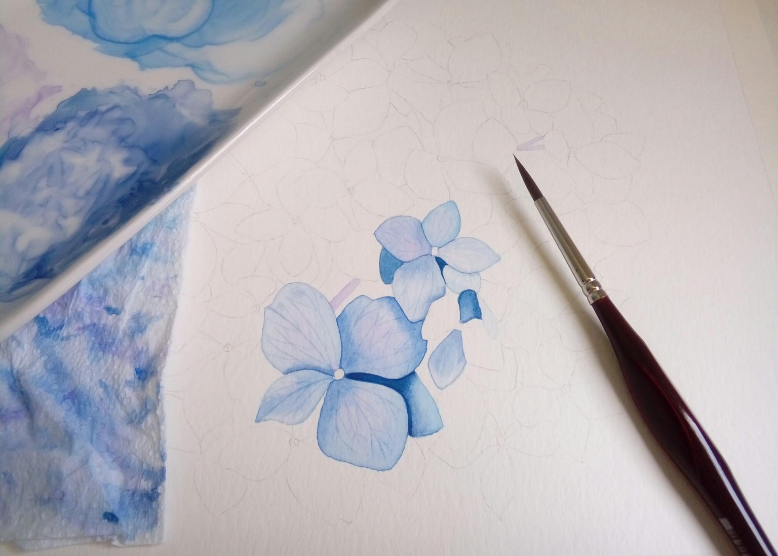 Hydrangea - image 3 - student project