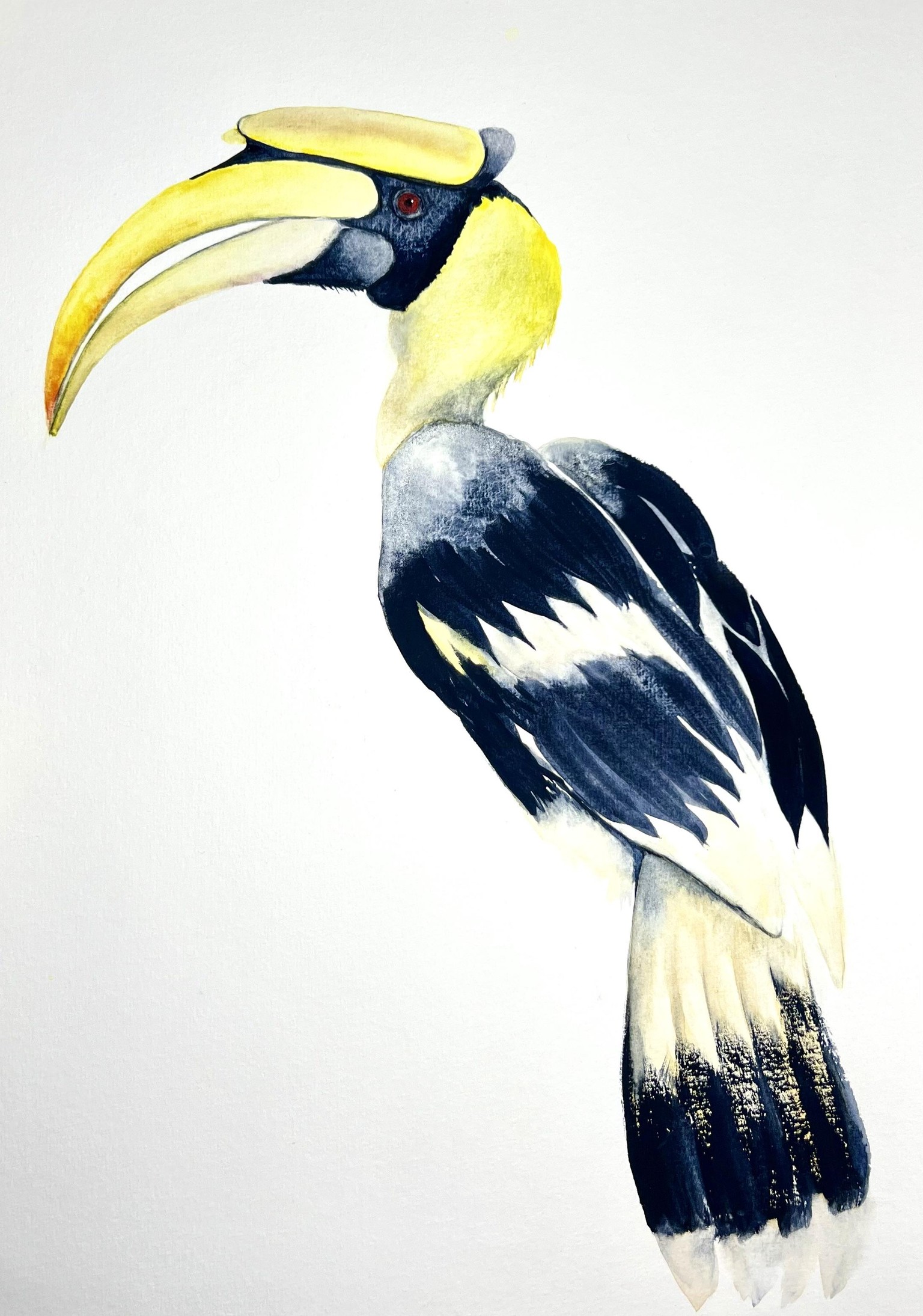 Hornbill Watercolour - image 1 - student project