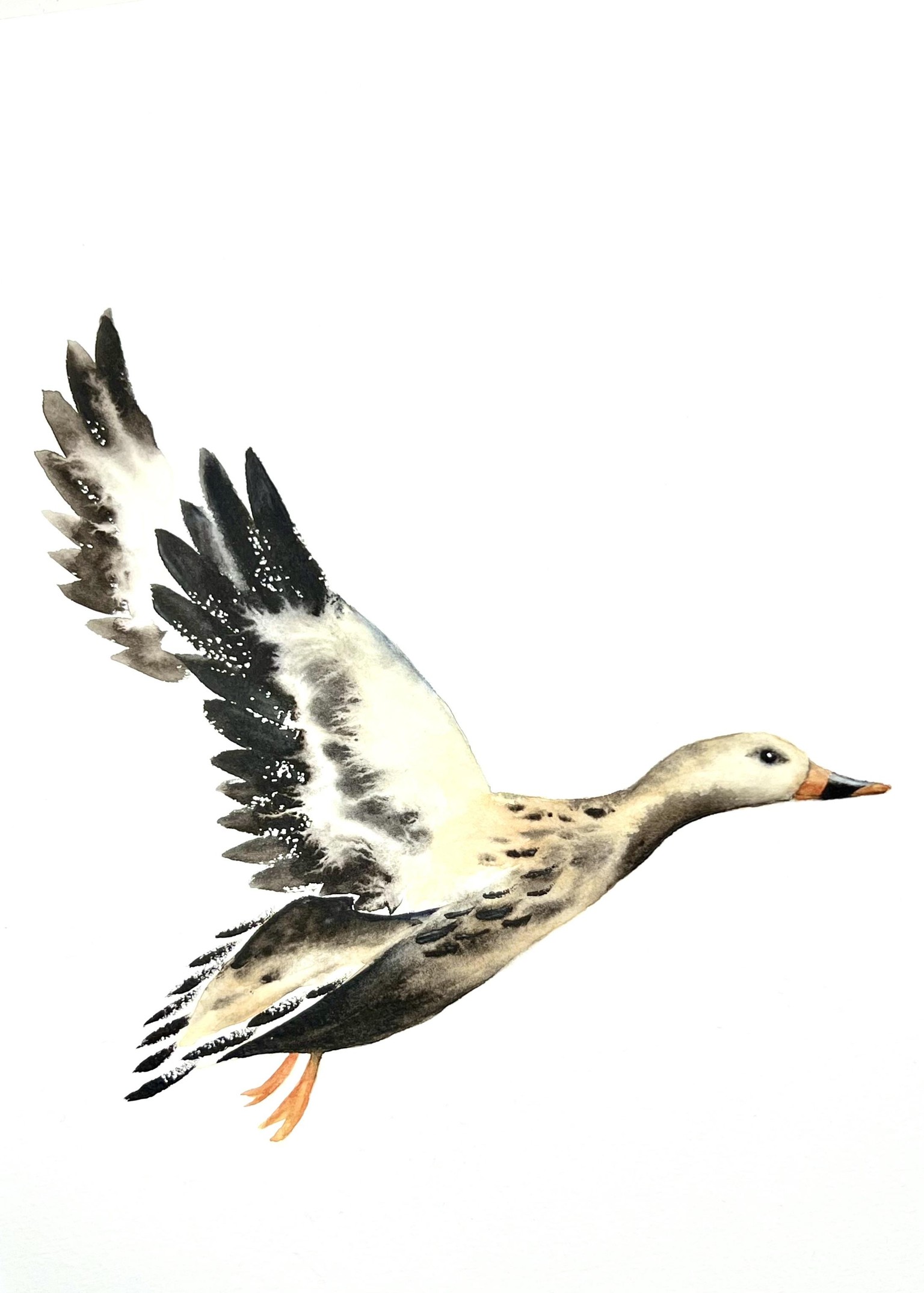 Flying Duck - image 1 - student project