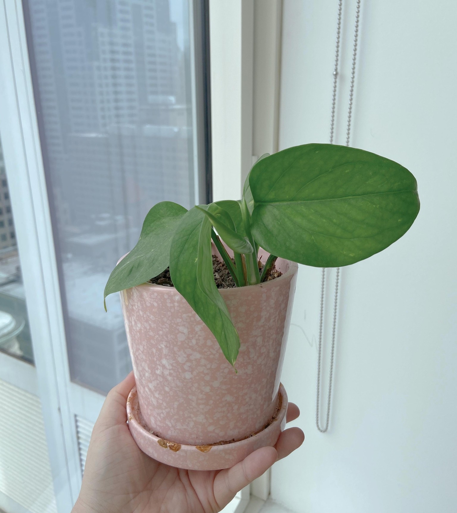 Rehabbing my Pothos - image 1 - student project