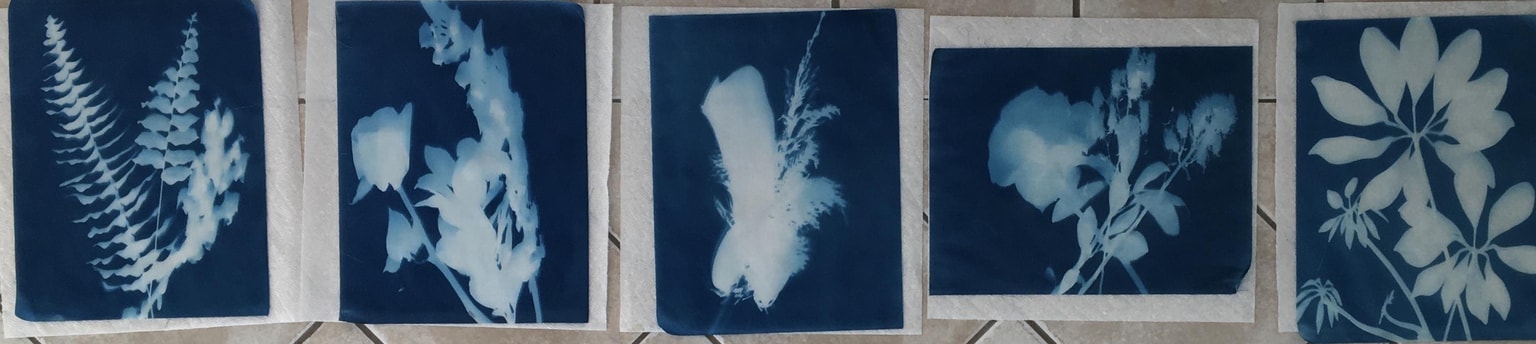 Cyanotype Botanicals - image 1 - student project