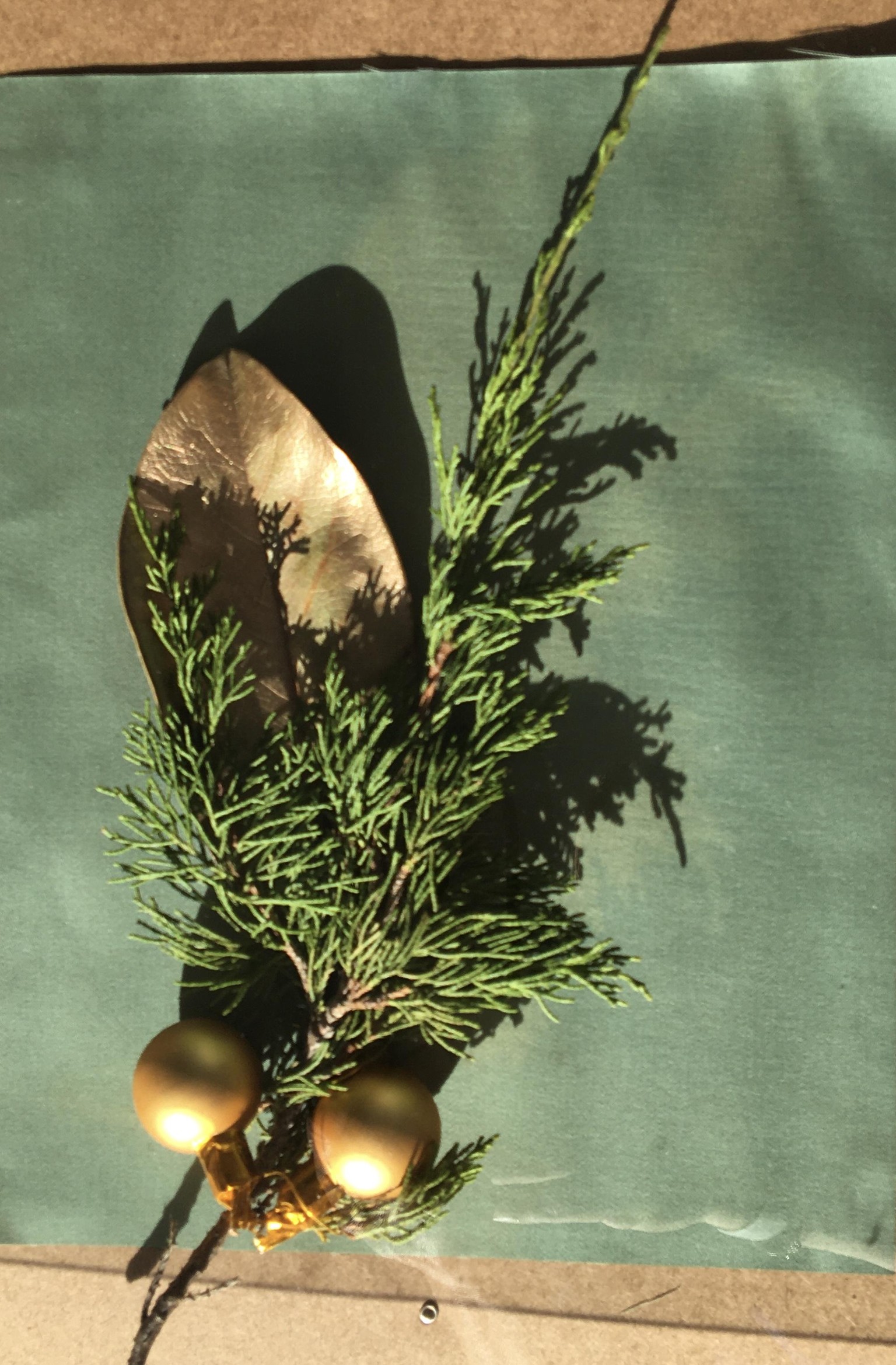 Cyanotype Botanicals - image 5 - student project