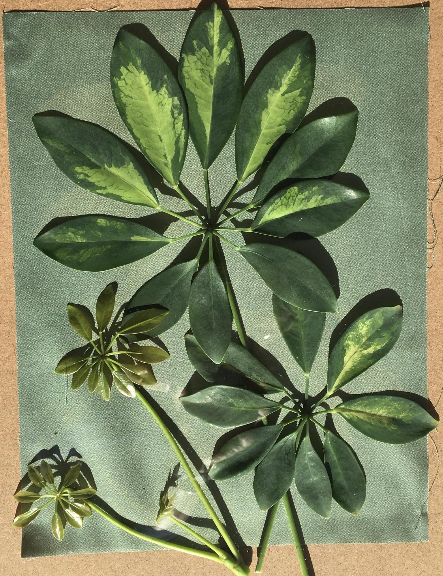 Cyanotype Botanicals - image 2 - student project