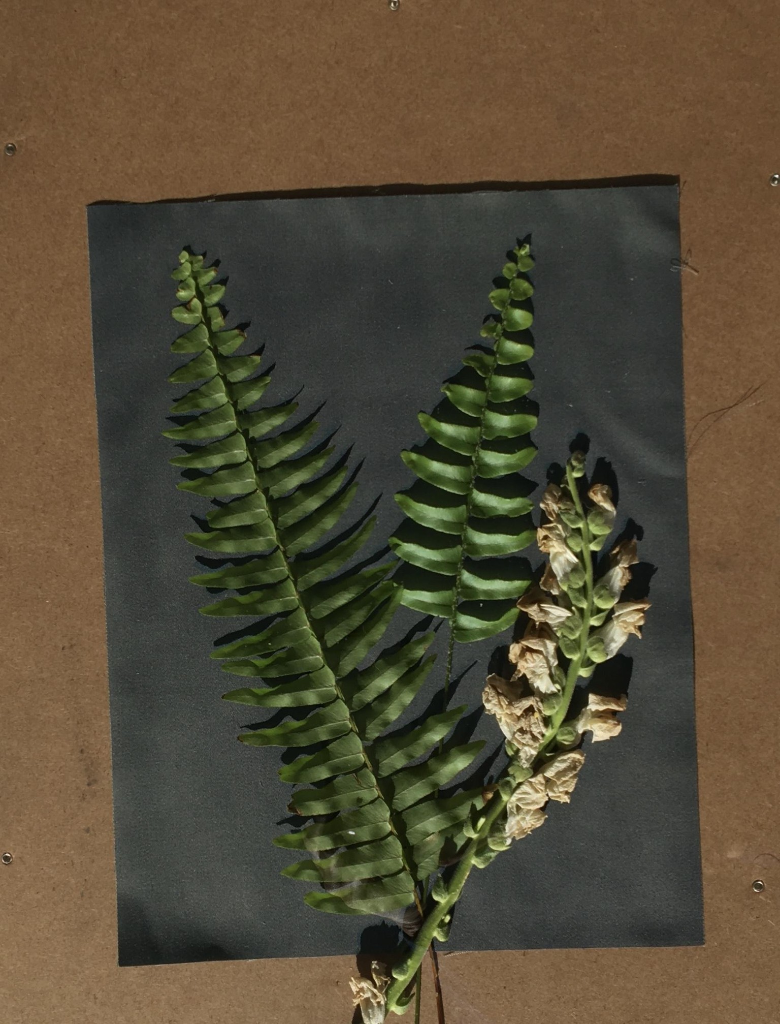 Cyanotype Botanicals - image 4 - student project