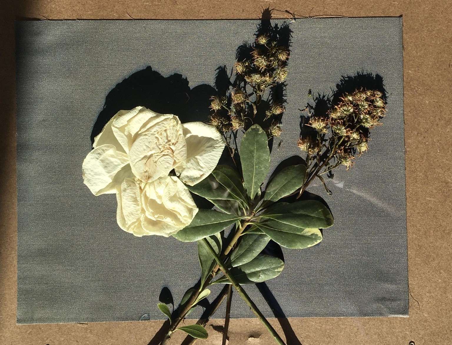 Cyanotype Botanicals - image 3 - student project