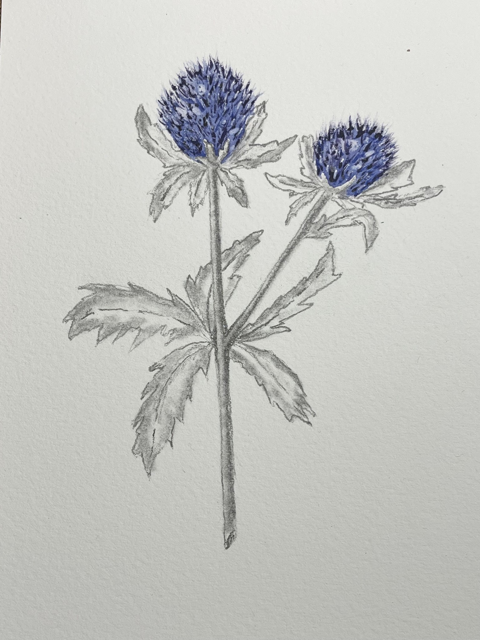 Thistle - image 1 - student project
