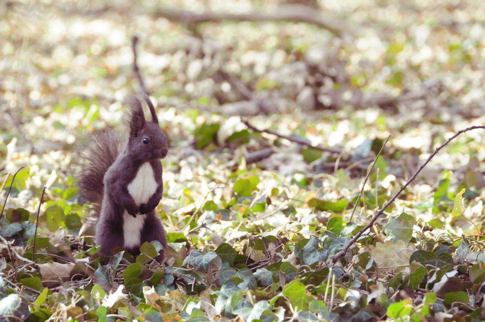 My little friends... - image 1 - student project