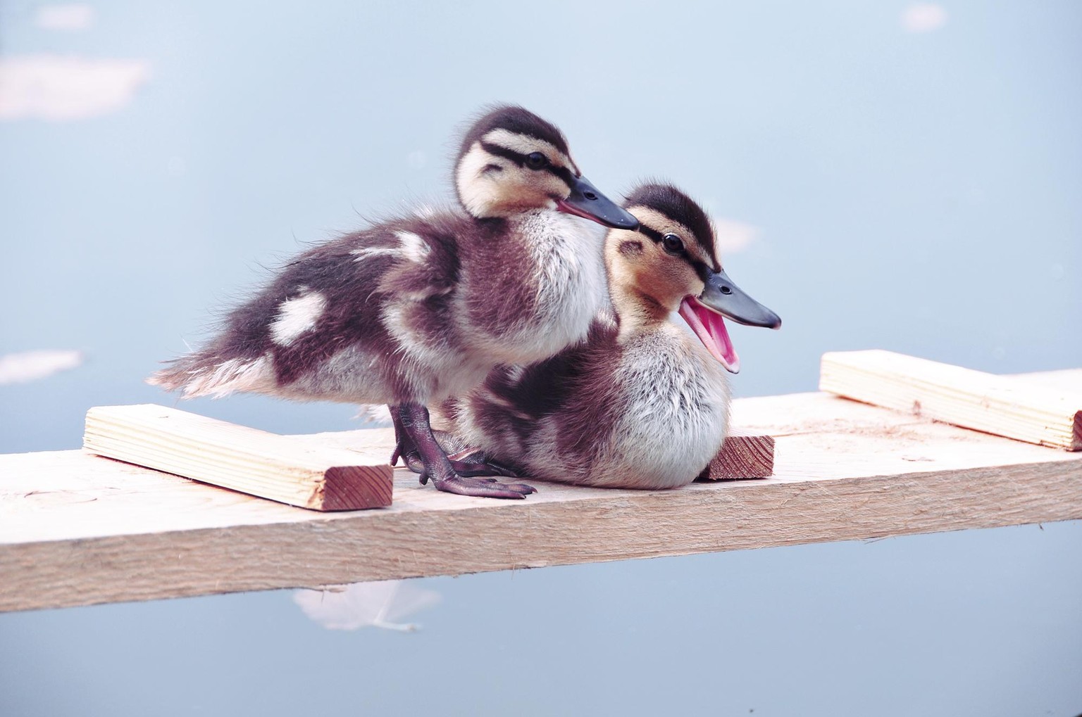 My little friends... - image 2 - student project