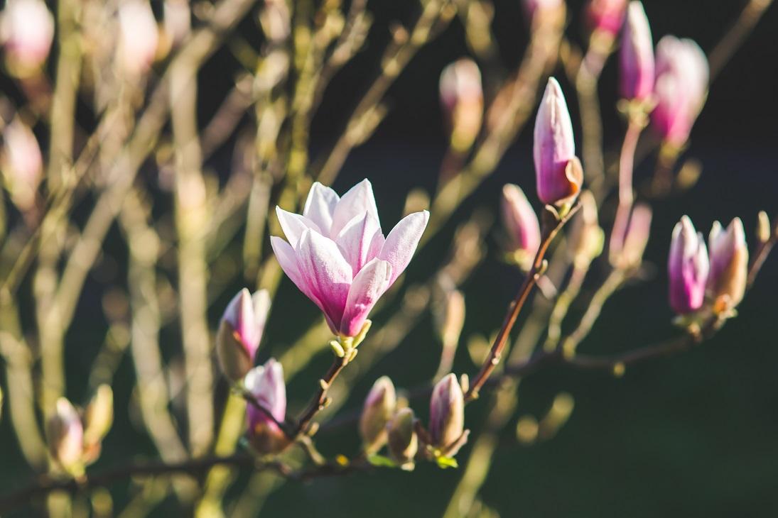 Magnolia springs in a vase - image 1 - student project