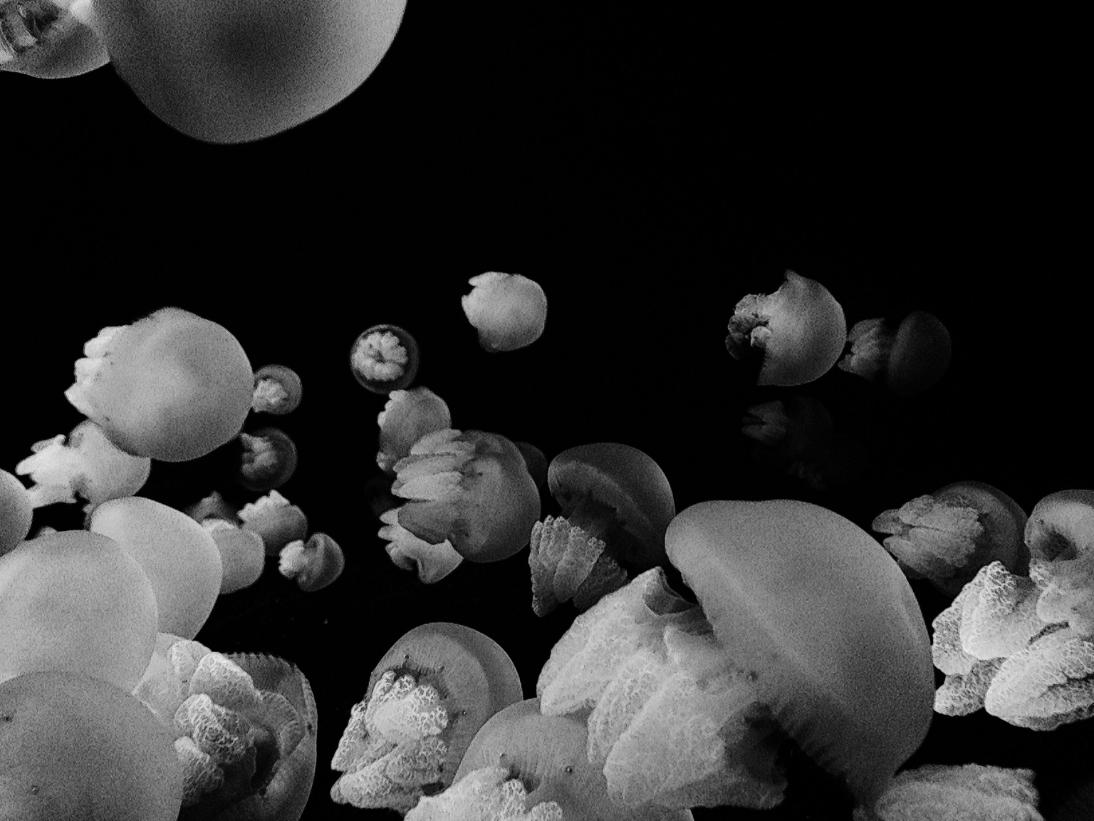 Monterey Bay Aquarium  - image 3 - student project