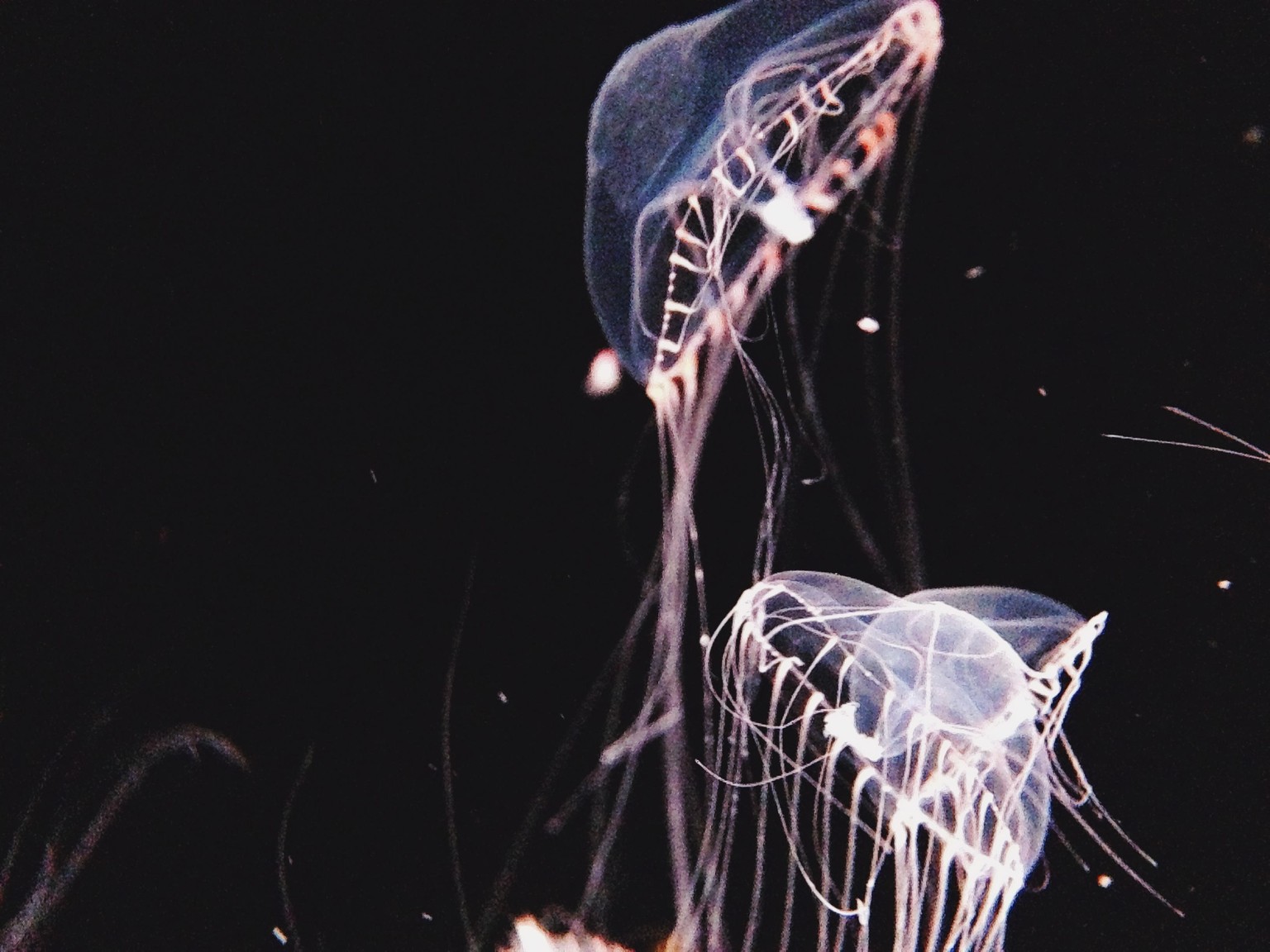 Monterey Bay Aquarium  - image 2 - student project