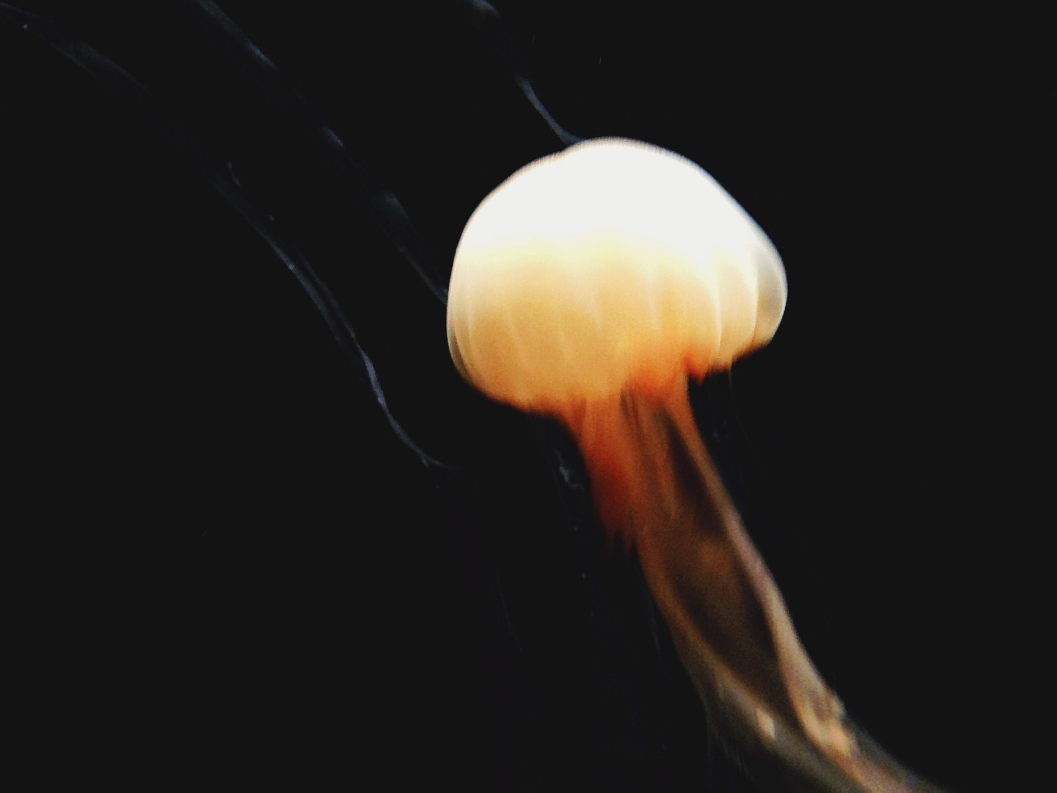 Monterey Bay Aquarium  - image 1 - student project