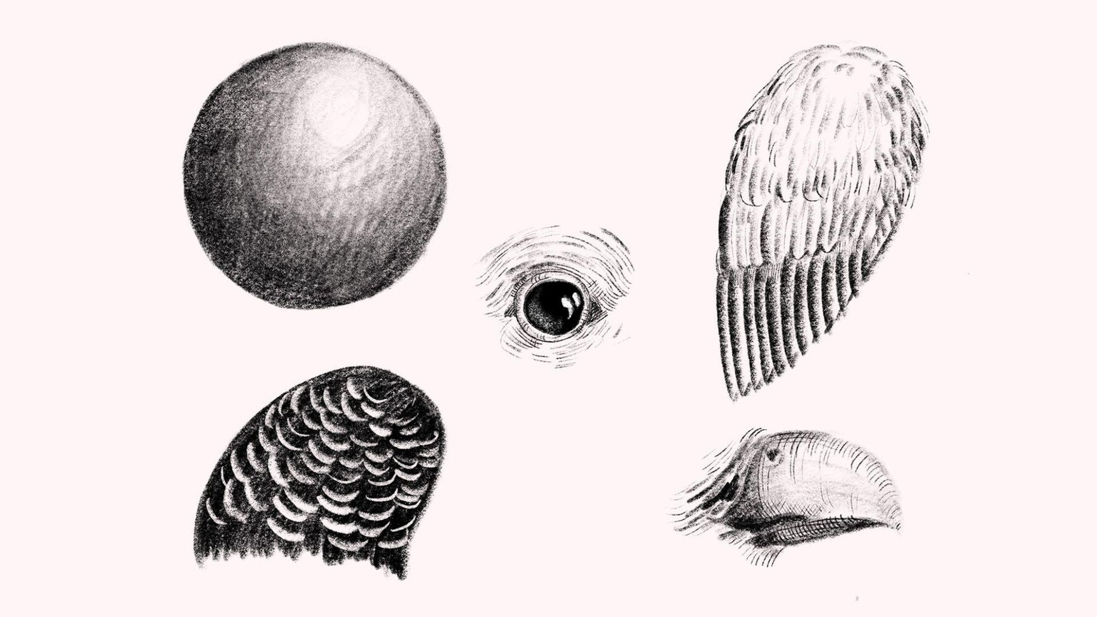My Bird Drawings in Procreate - image 3 - student project