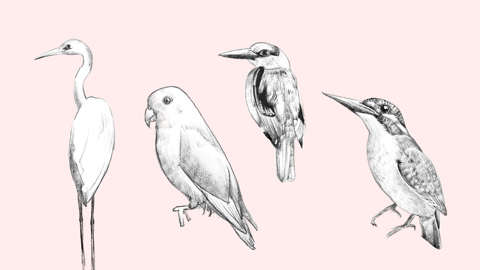 My Bird Drawings in Procreate - image 7 - student project
