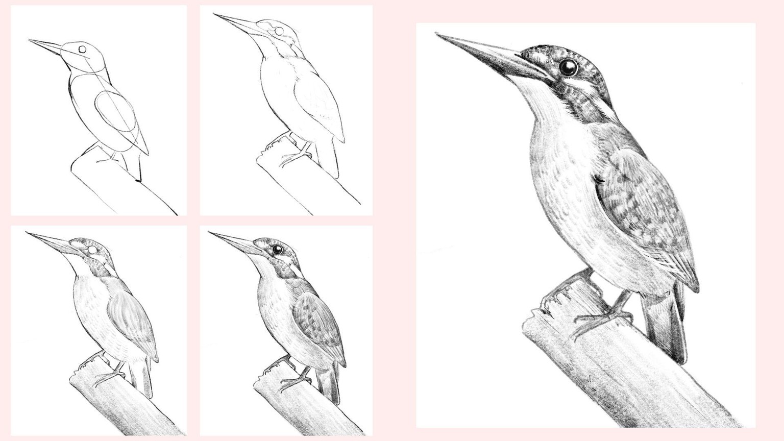 My Bird Drawings in Procreate - image 6 - student project