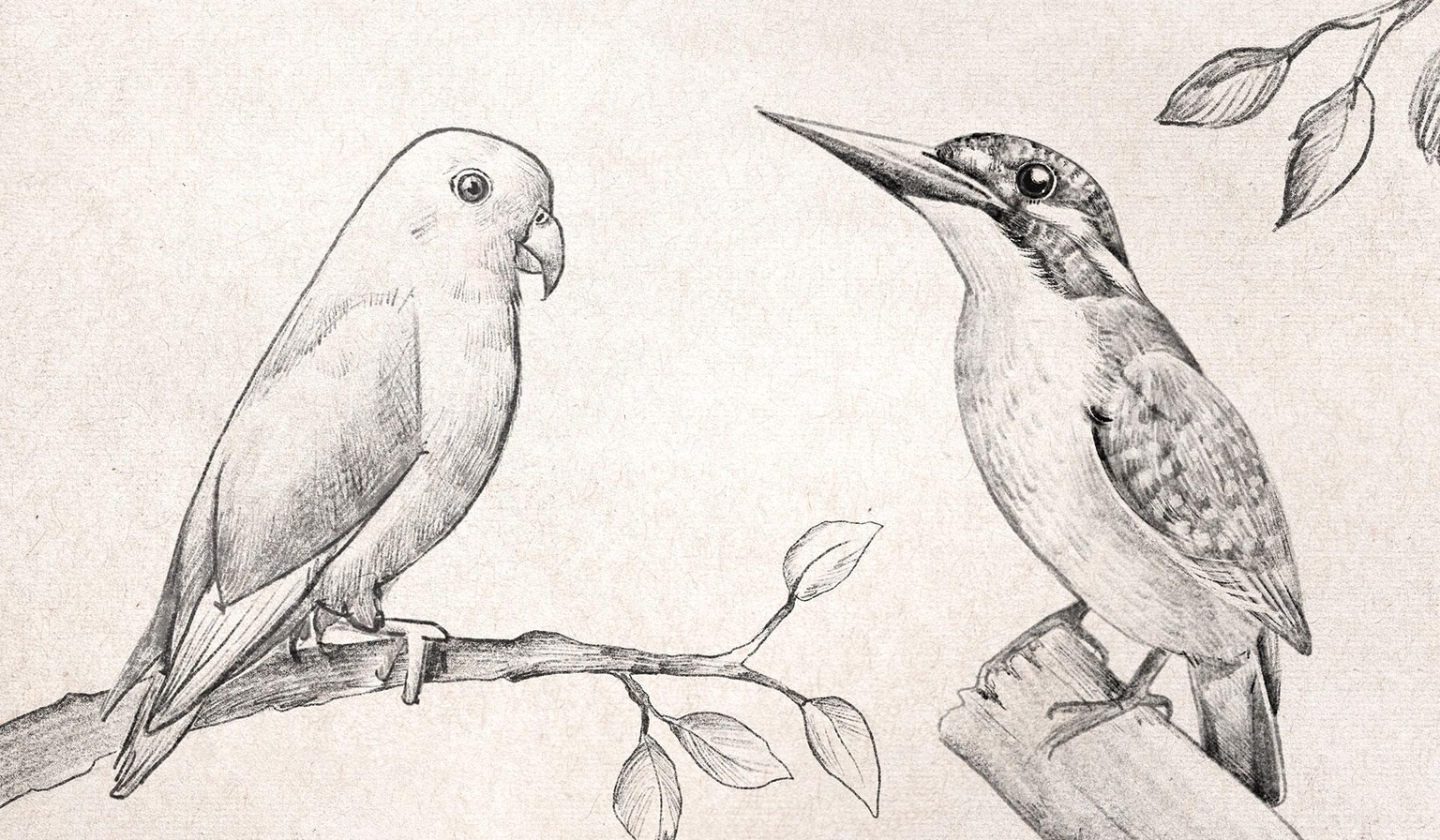 My Bird Drawings in Procreate - image 1 - student project