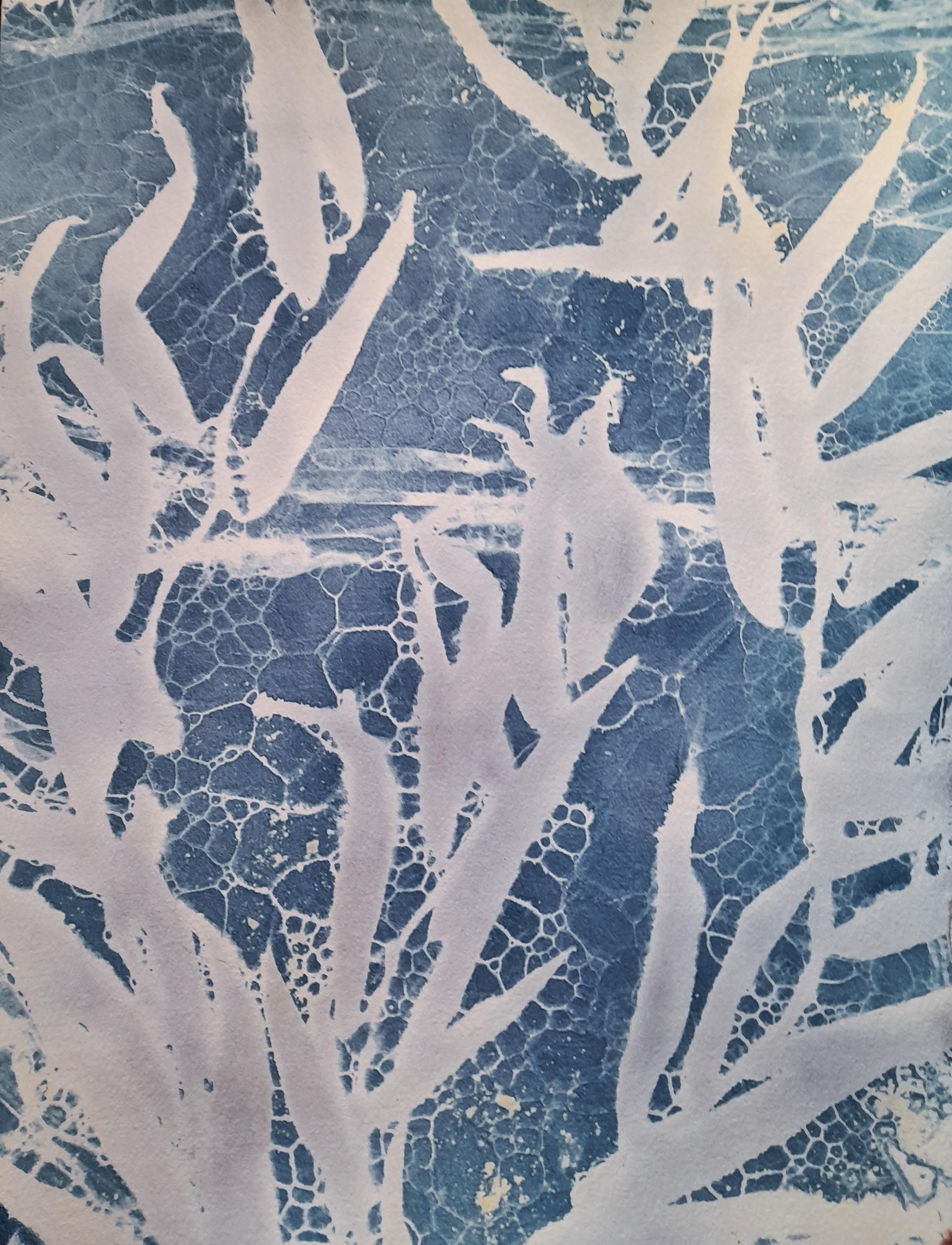 Wet Cyanotypes - image 2 - student project