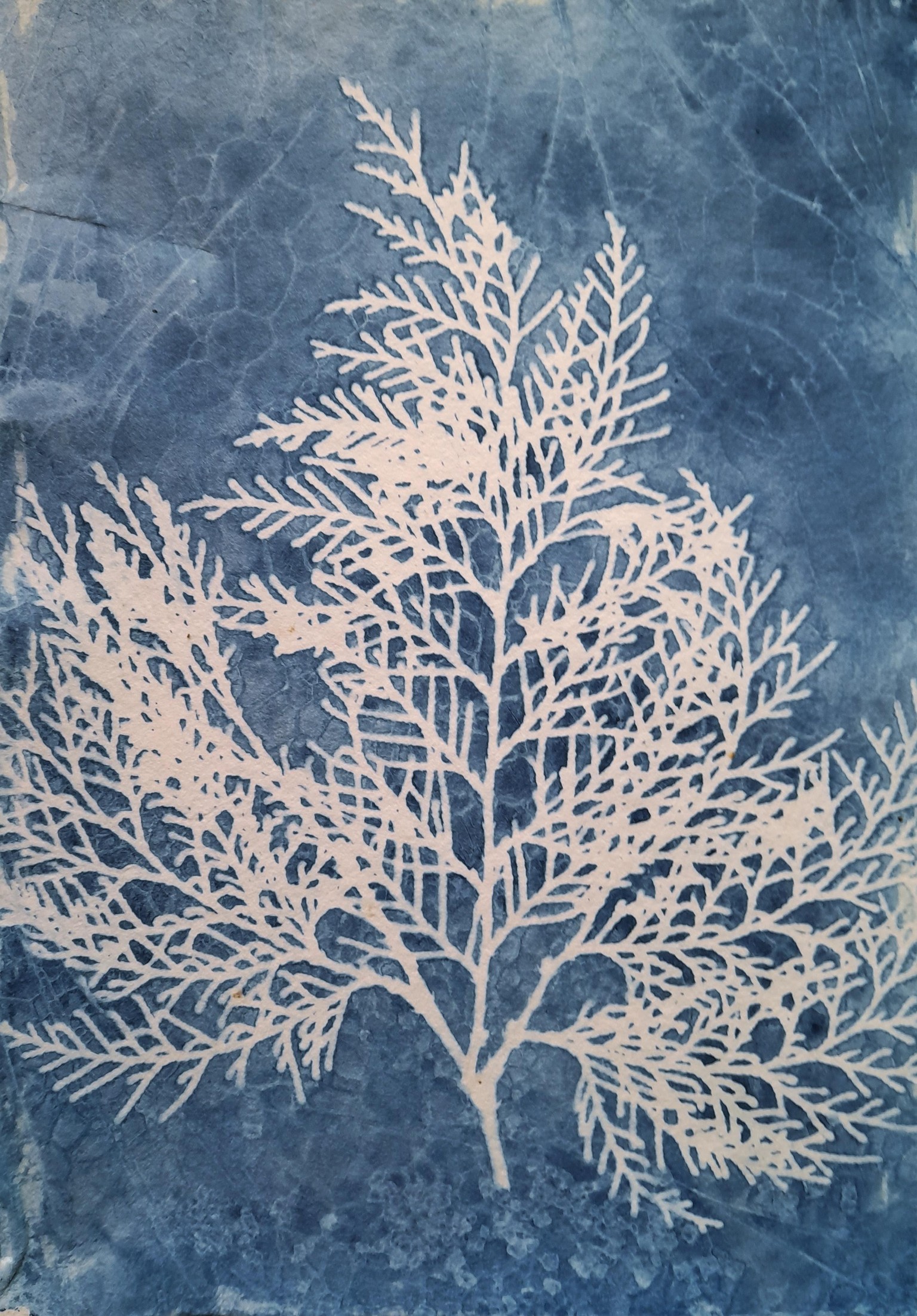 Wet Cyanotypes - image 3 - student project