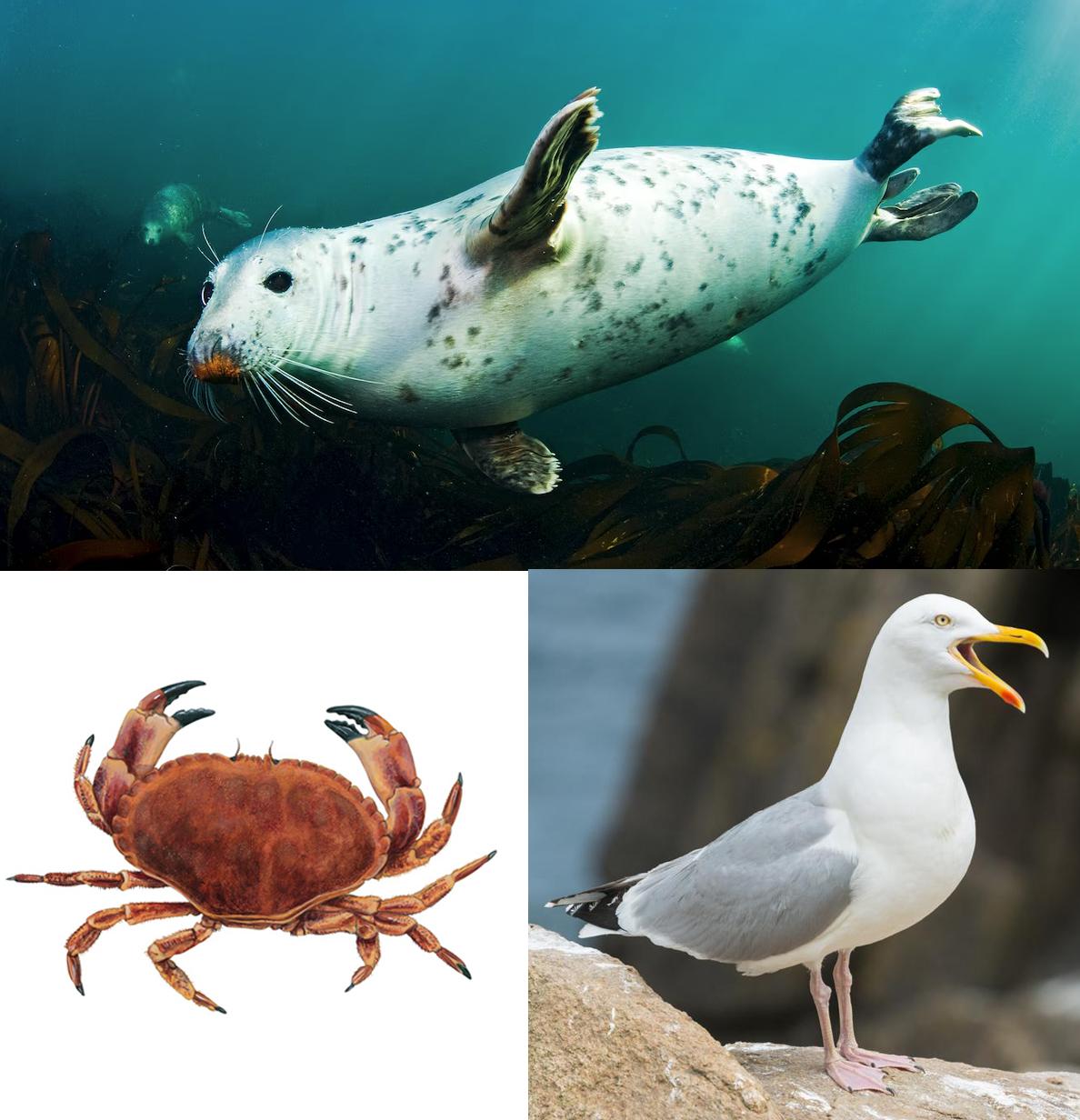Seaside Wildlife Engravings - image 4 - student project