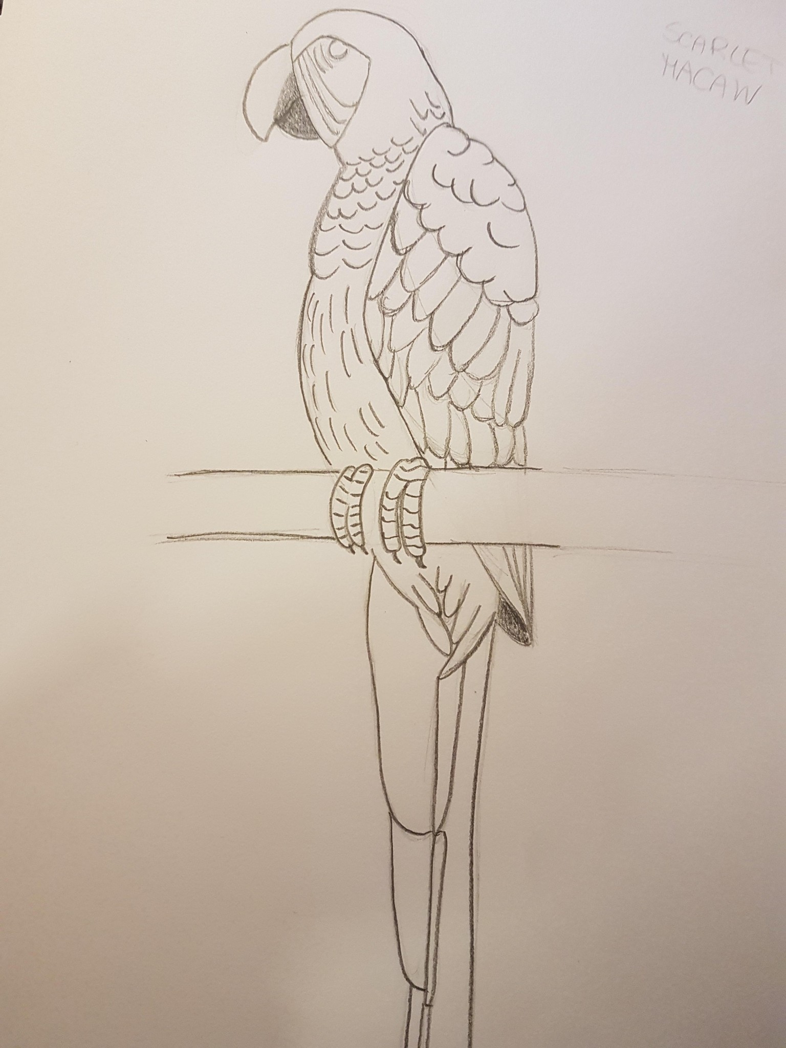 Birds - image 2 - student project