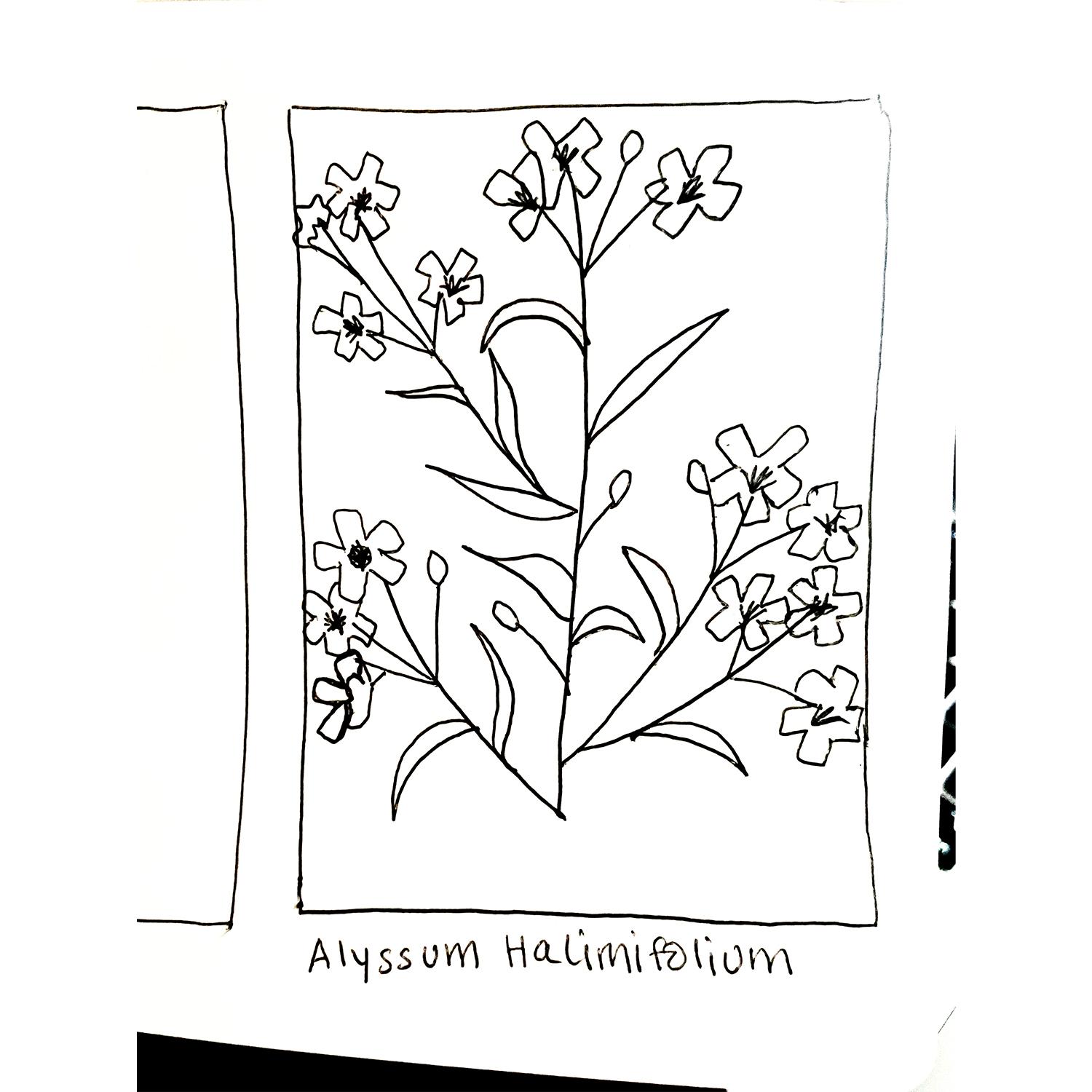 Minimal Floral - image 2 - student project