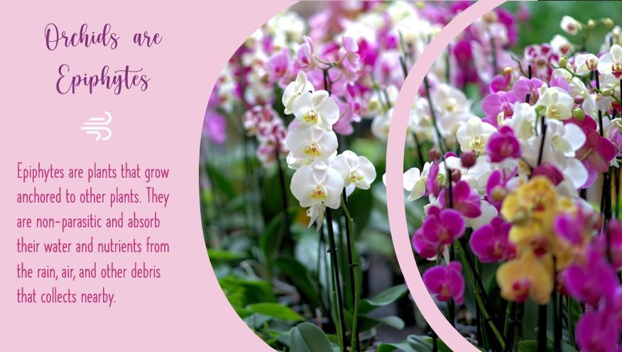 The Beauty of Orchids - image 2 - student project