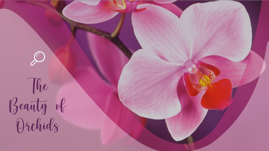 The Beauty of Orchids - image 1 - student project