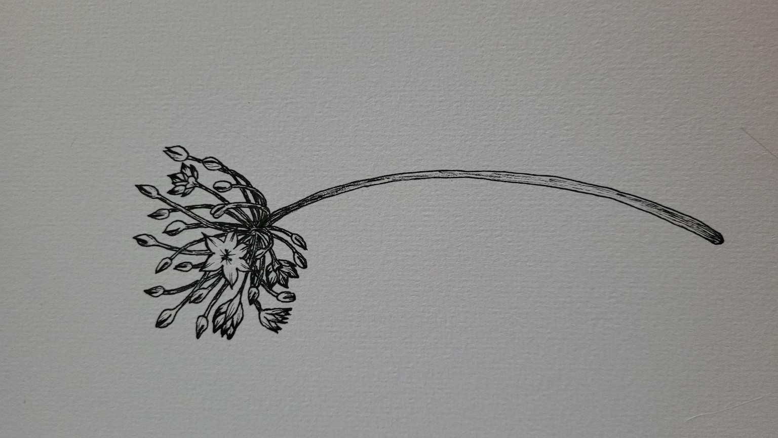 Flower splash - image 1 - student project