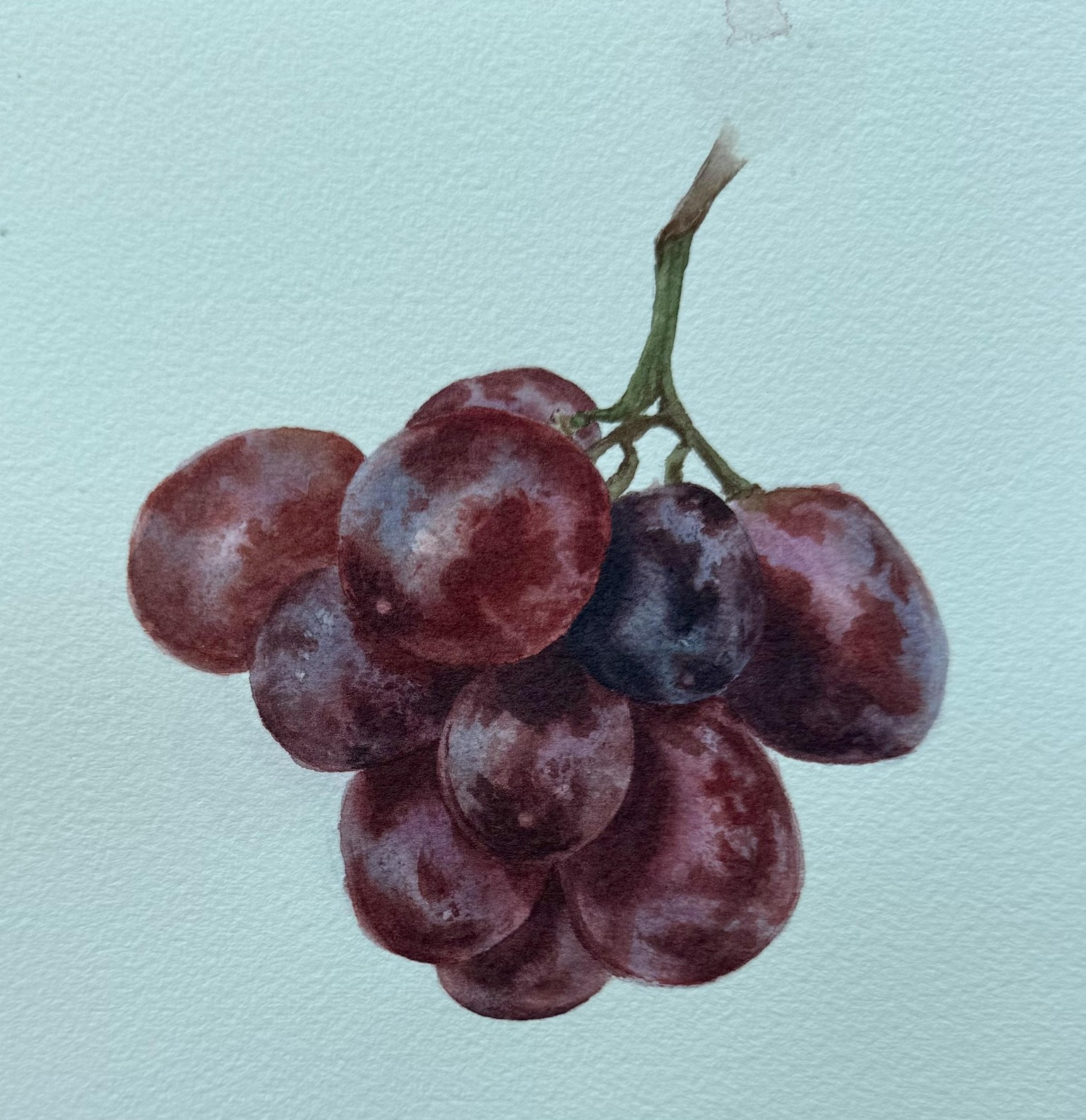 Watercolour grapes - image 1 - student project