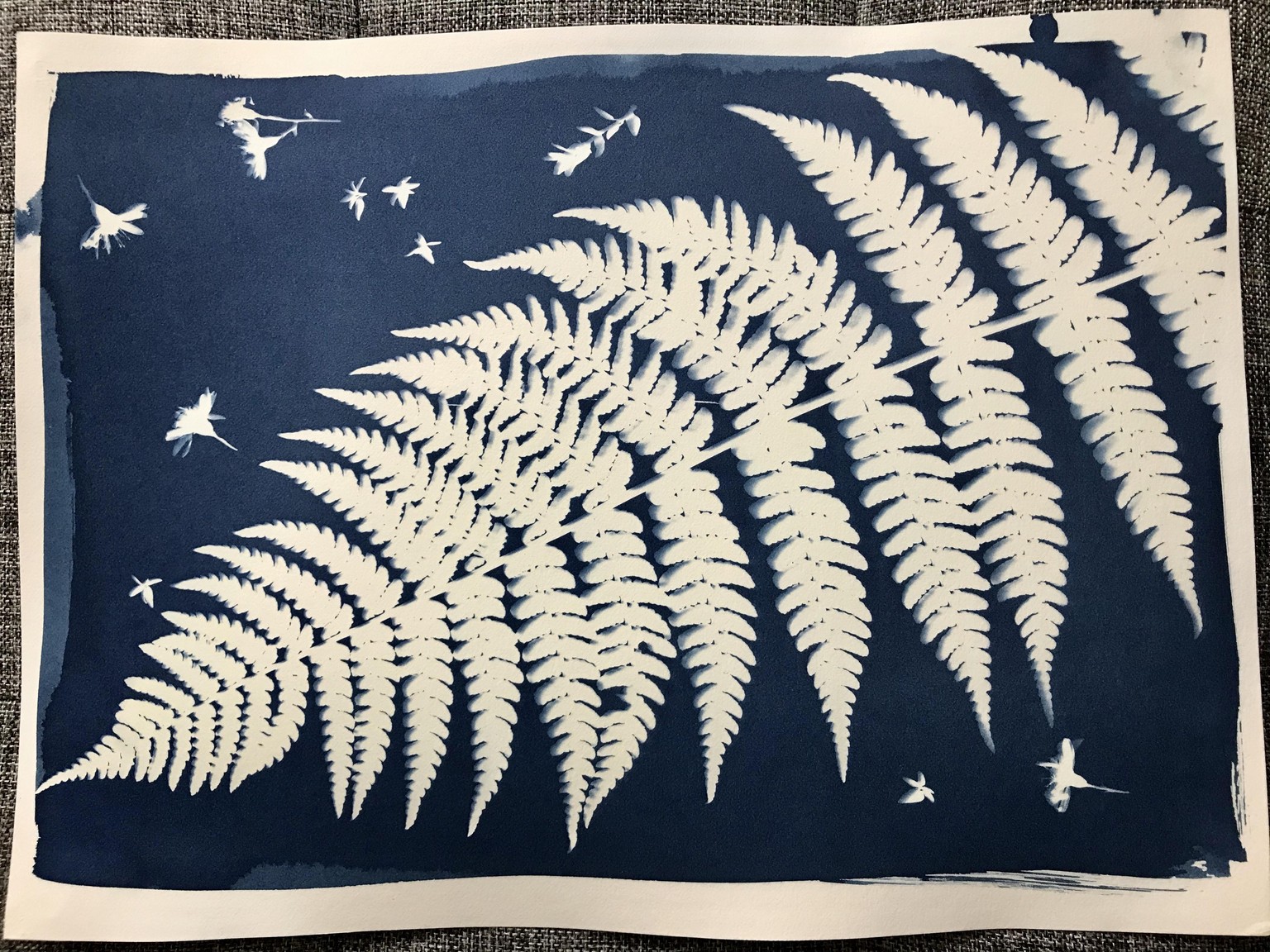 Cyanotype - image 7 - student project