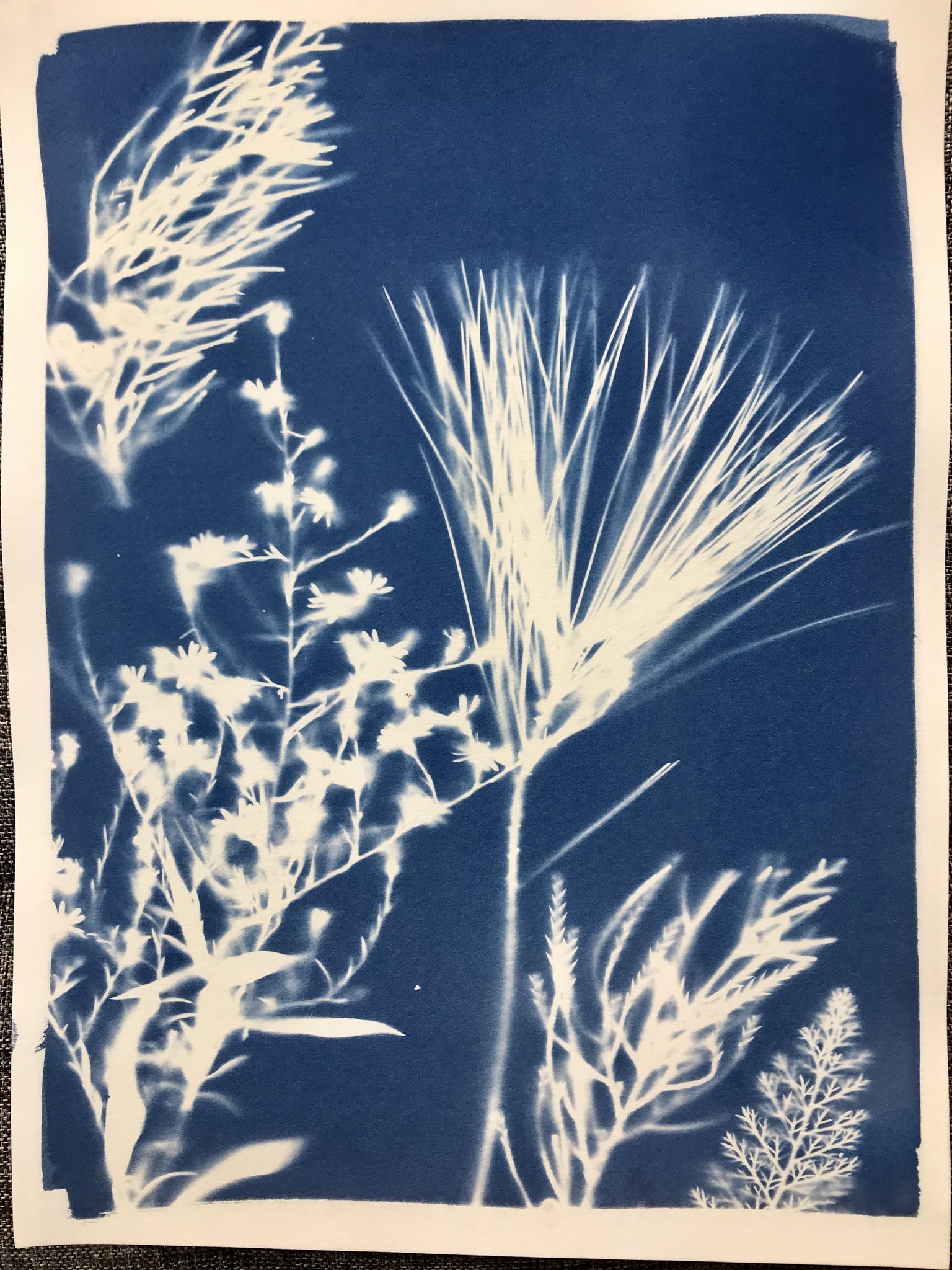 Cyanotype - image 5 - student project
