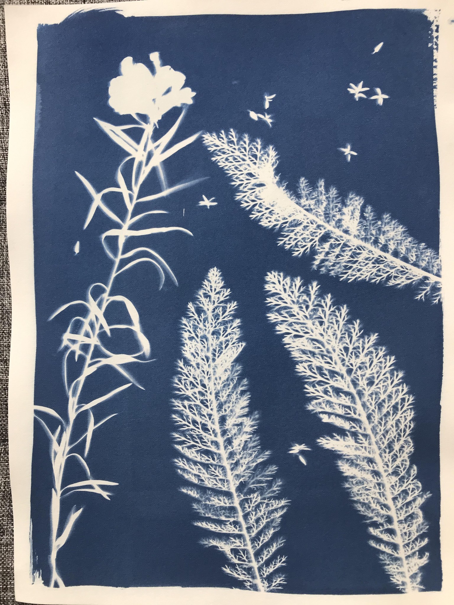 Cyanotype - image 3 - student project