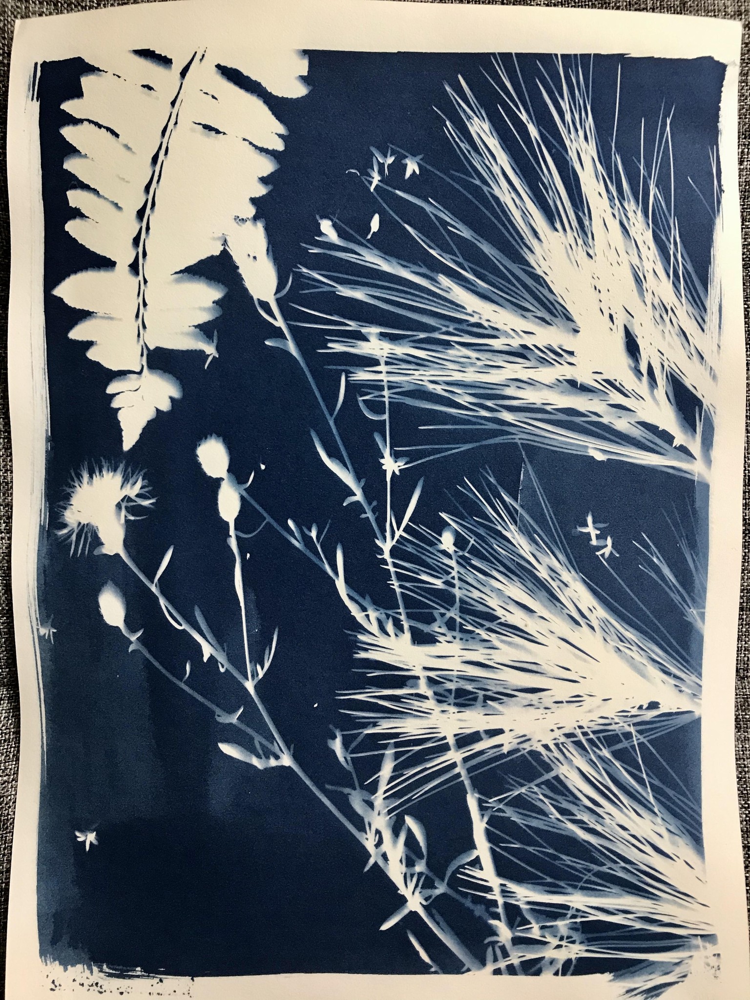 Cyanotype - image 6 - student project