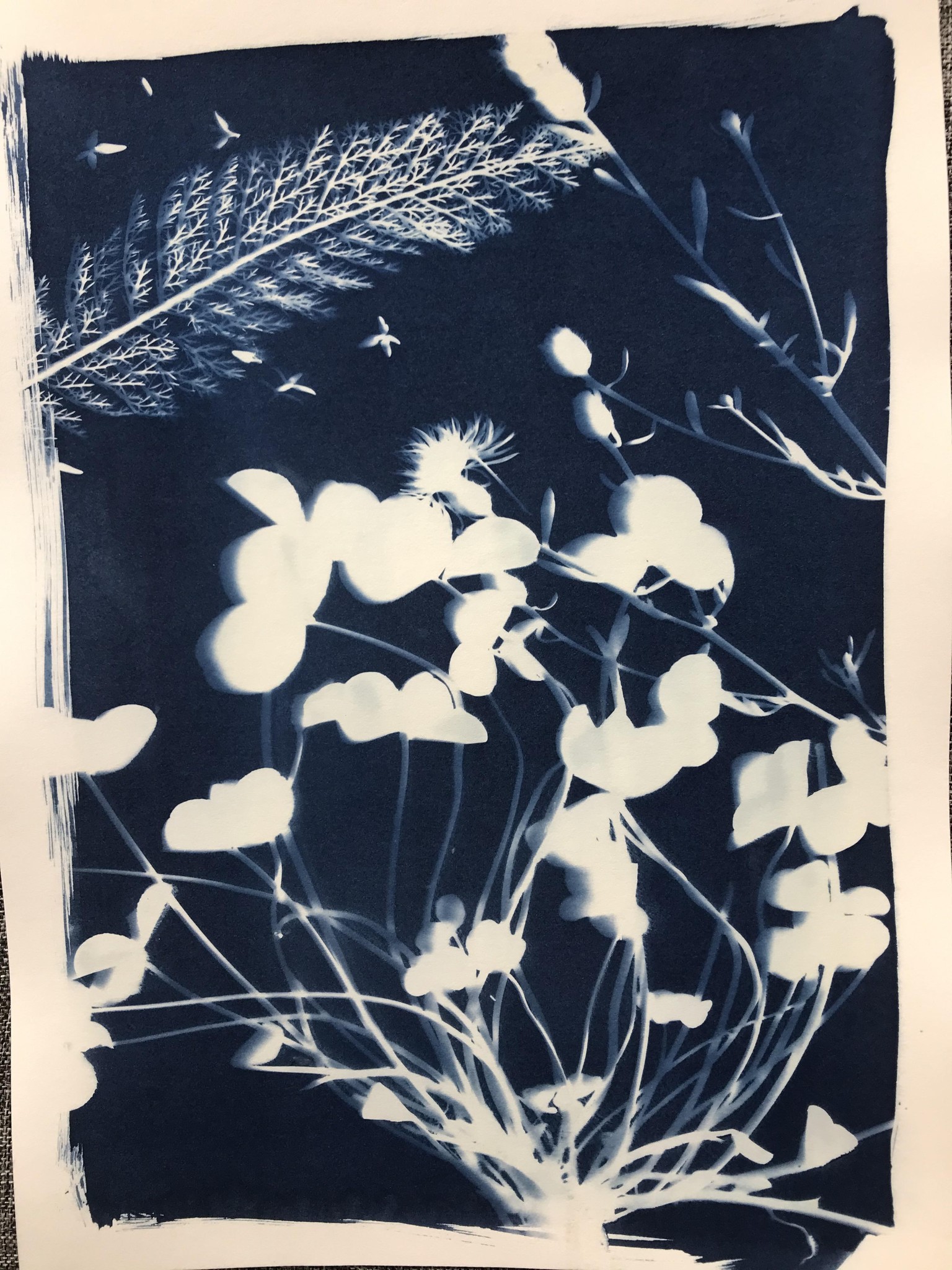 Cyanotype - image 1 - student project
