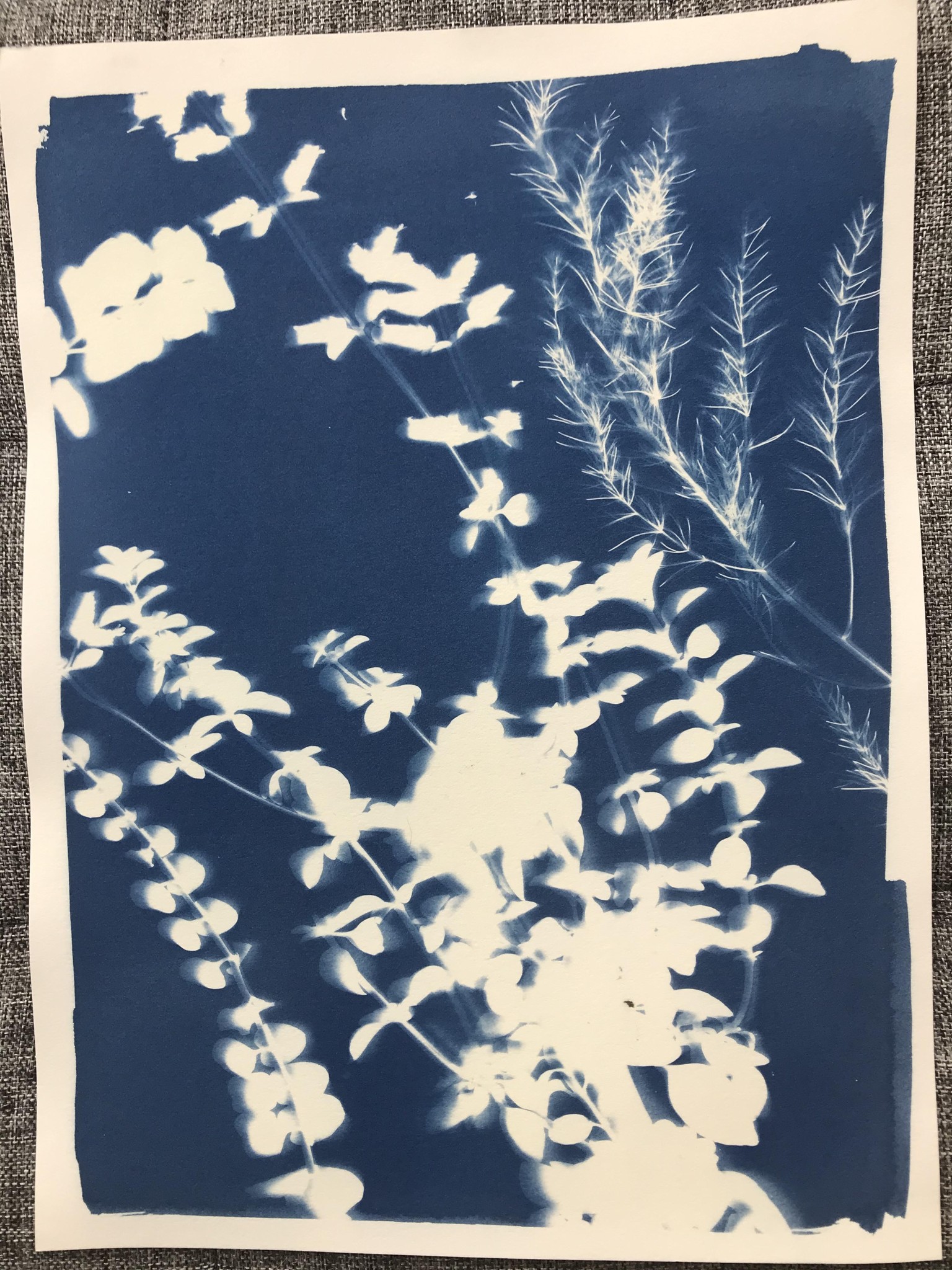 Cyanotype - image 4 - student project